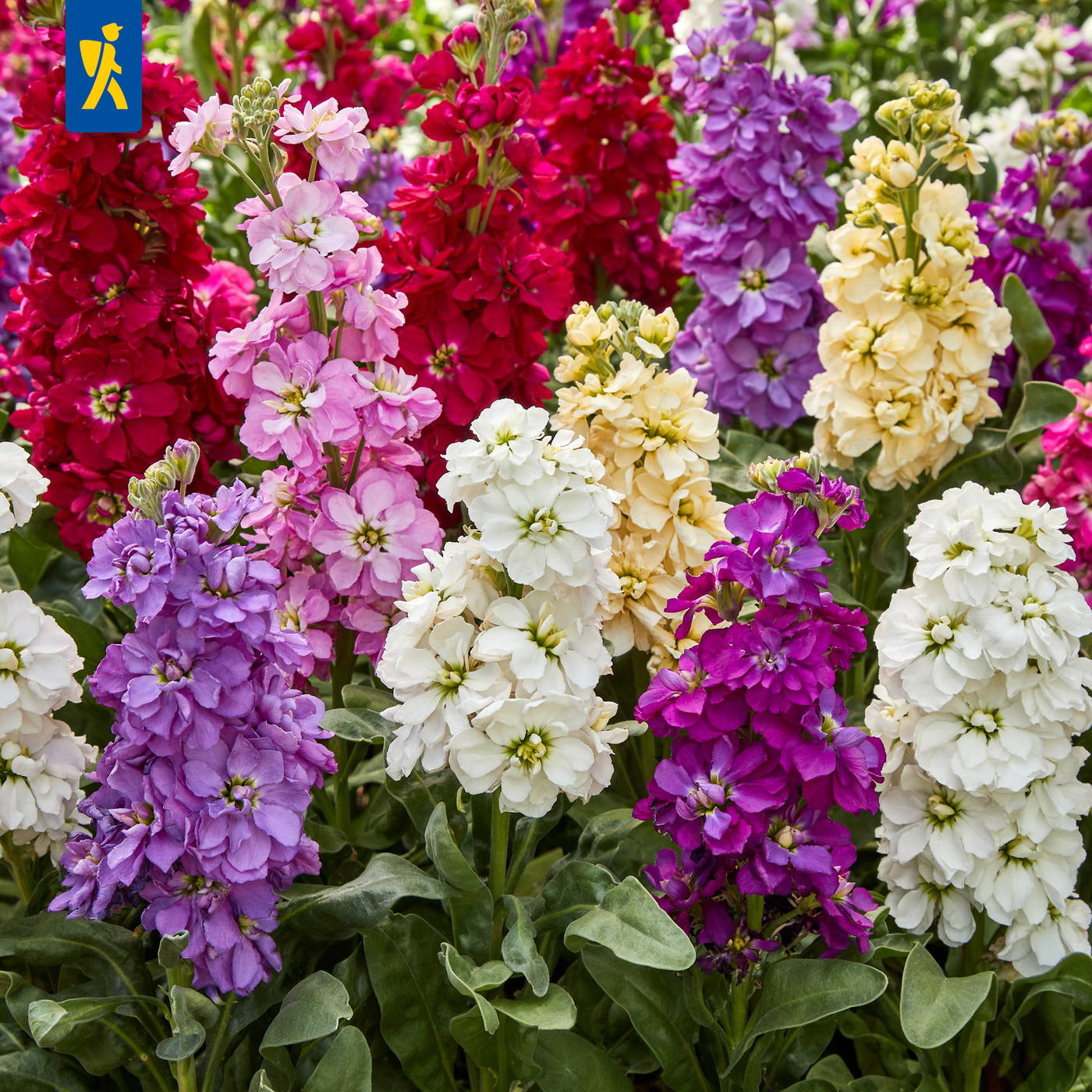 Bunte Stockrosen in roten, rosa, weißen, gelben, lilafarbenen und magentafarbenen Blüten.