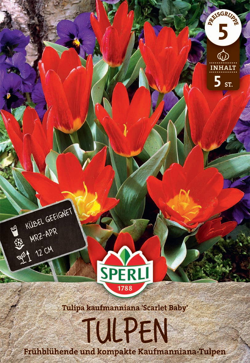 Rote Tulpen mit gelbem Inneren, umgeben von violetten Stiefmütterchen, auf Pflanzenbeet.