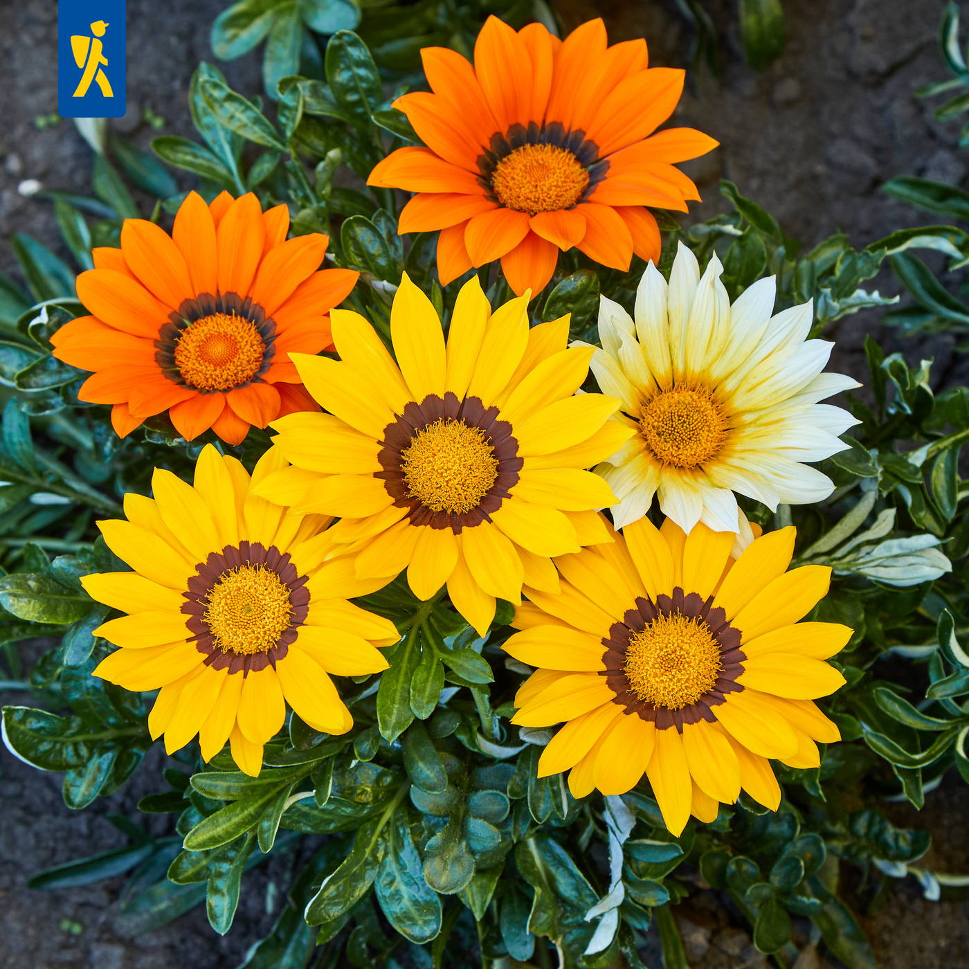 Fünf bunte Blumen mit gelben, weißen und orangefarbenen Blüten, grüne Blätter im Boden.
