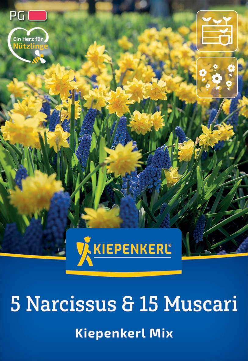 Bild mit gelben Narzissen und blauen Muscari Blüten, Kiepenkerl Gartenpflanzensamen Verpackung.