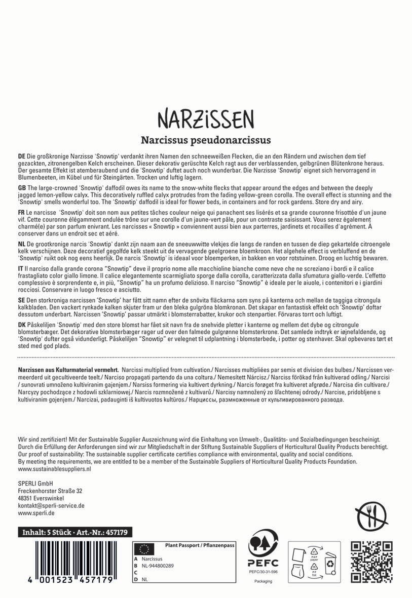 Großkronige Narzisse Snowtip mit gelben Flecken, blüht zwischen kalt gewachsten Blüten.