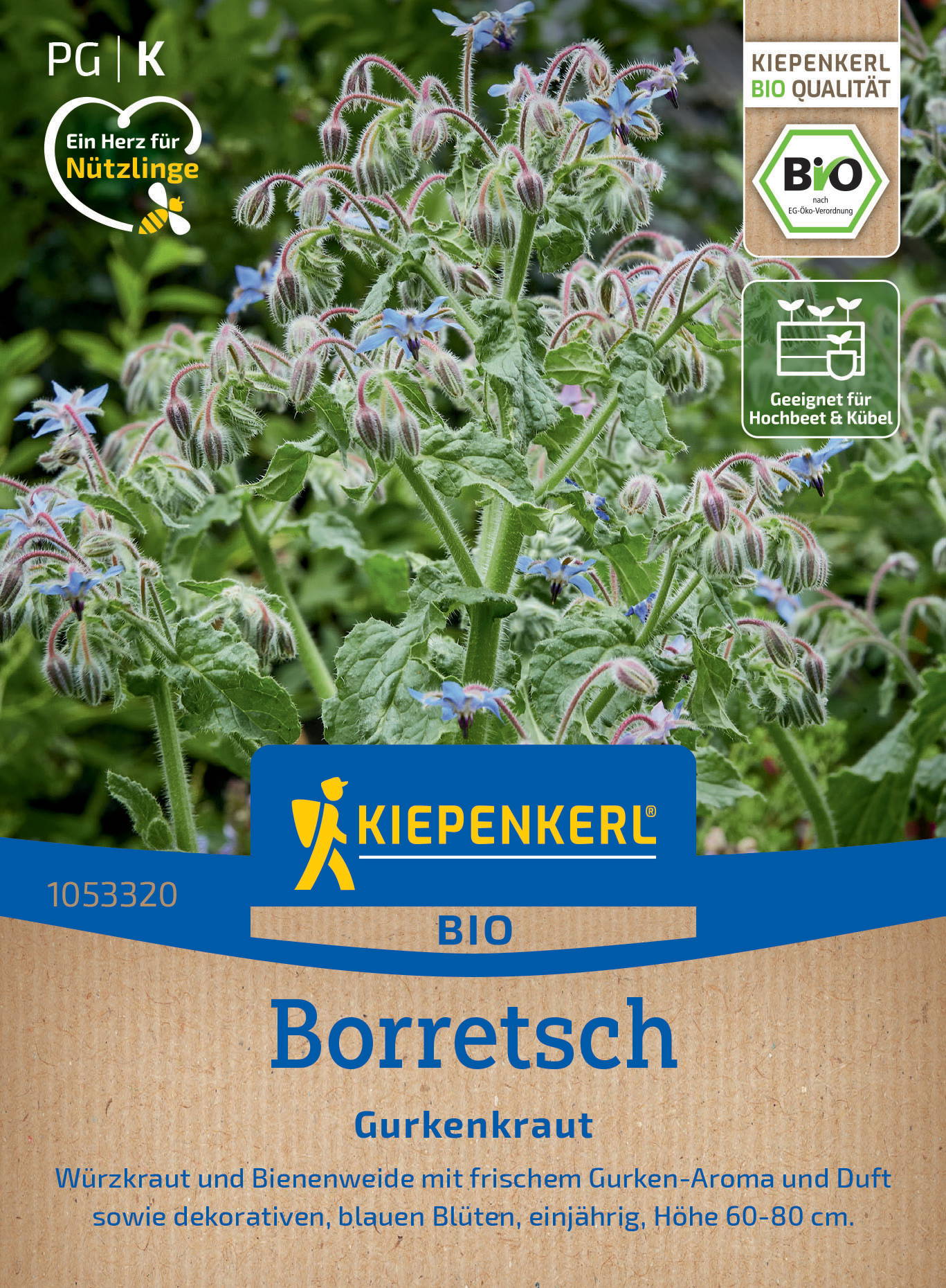 Borretsch mit grünen, behaarten Blättern und blau-violetten Blüten, undurchsichtiger Hintergrund.