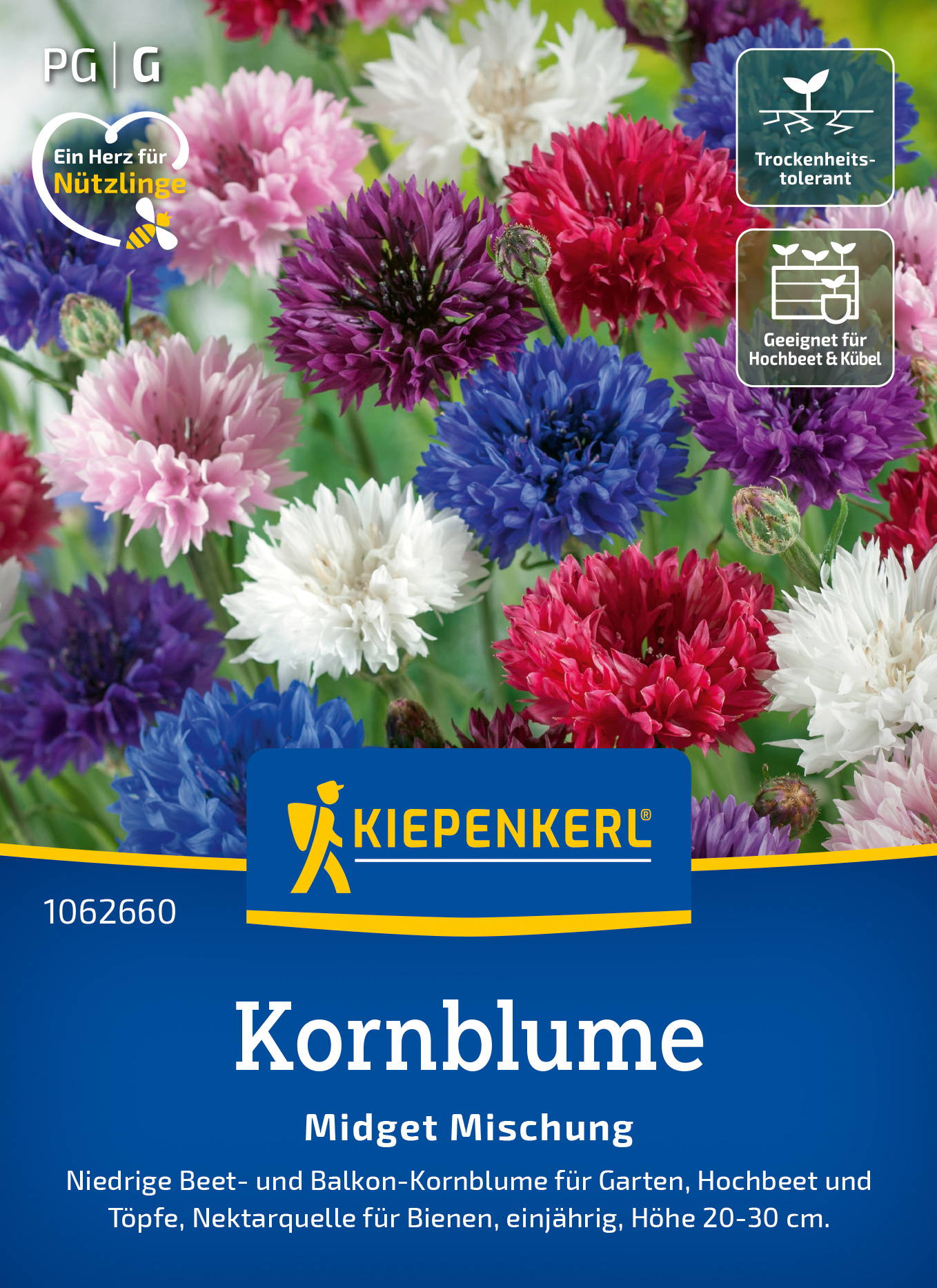 Bunte Kornblumen in verschiedenen Farben, für Balkon, Hochbeet und Töpfe, Höhe 20-30 cm.