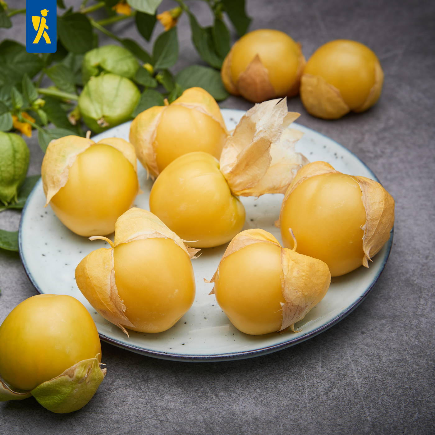 Hokkaido-Kürbisse auf einer weißen, gepunkteten Platte, einige auf einem grauen Hintergrund, mit grünen Zweigen.