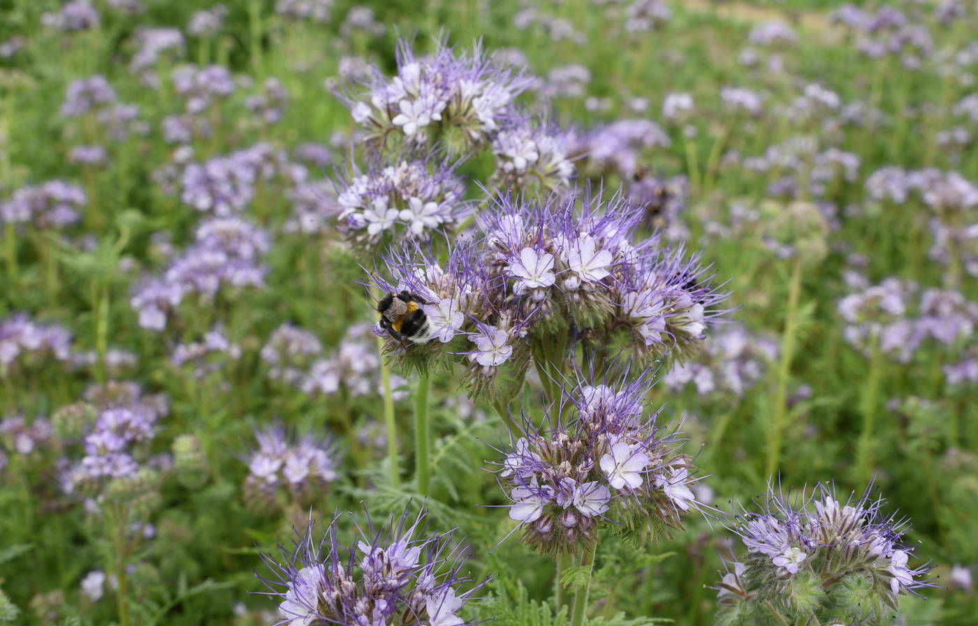 Nahaufnahme von lila Blüten mit einer Hummel auf einer Blüte