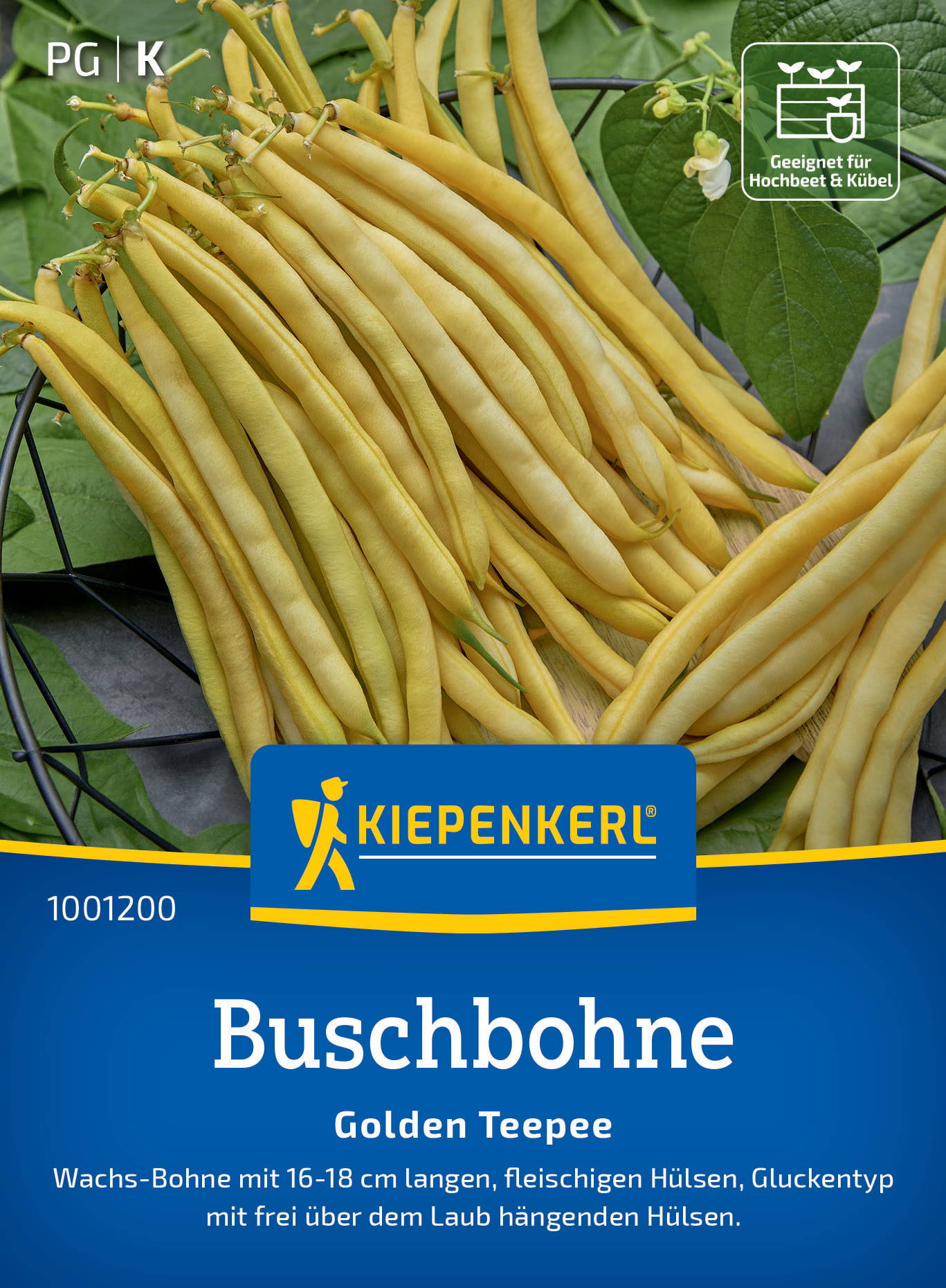 Gelbe Buschbohnen mit länglichen Hülsen auf grünen Blättern.