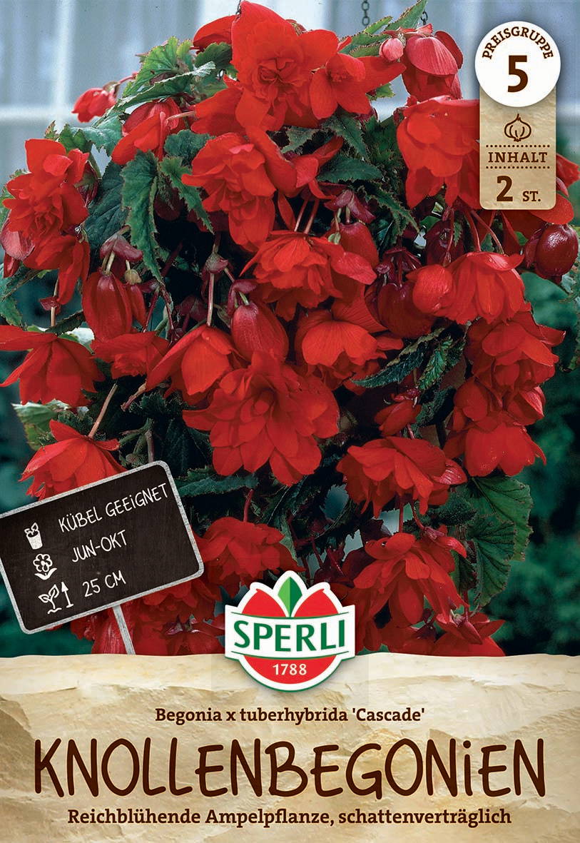 Rote Begonien mit üppigen Blüten und grünen Blättern, in einer Gartenszene.