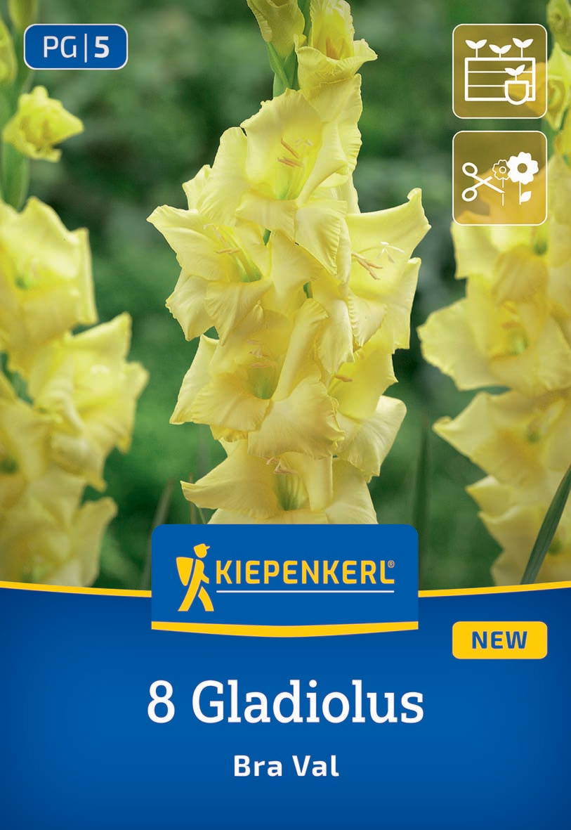 Gelbe Gladiolen blüht vor grüner Hintergrund mit Verpackungsaufschrift Kiepenkerl 8 Gladiolus Bra Val.