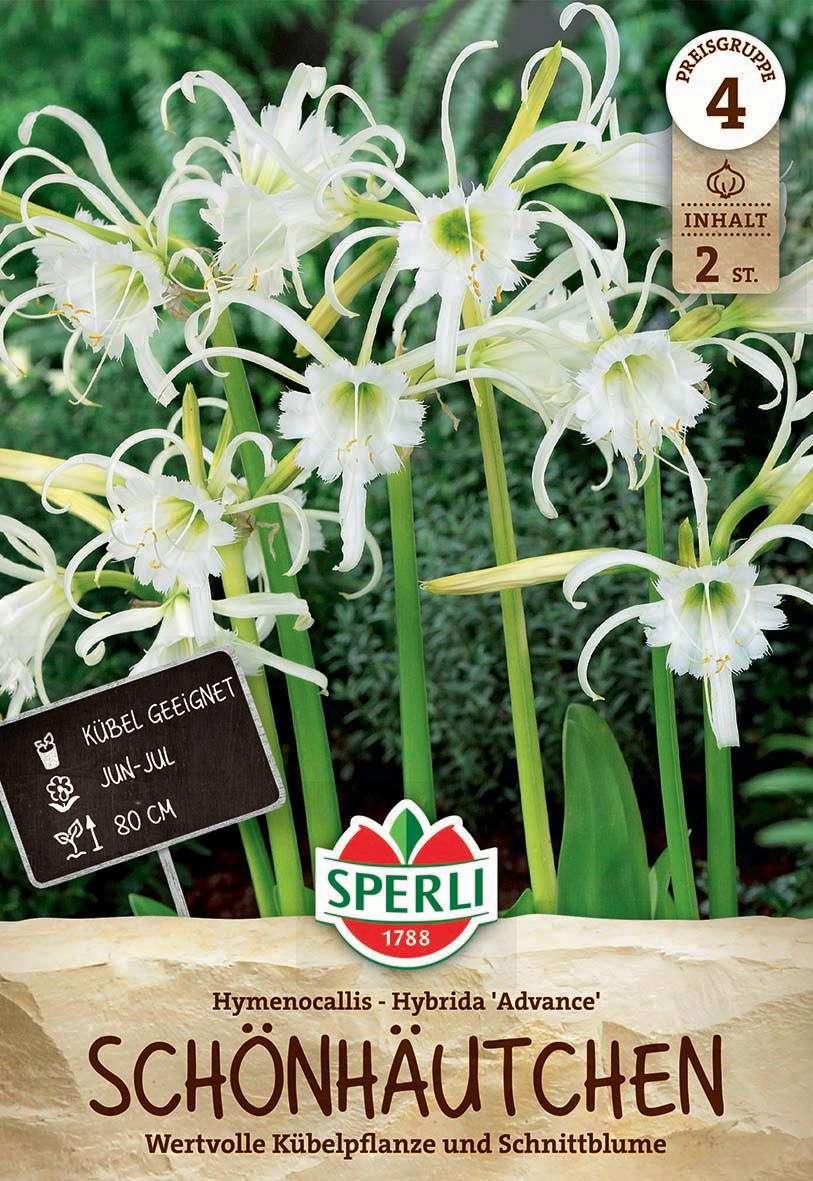 Weiße, gezackte Blumen mit langen, geschwungenen Stempeln vor grünen Blättern.