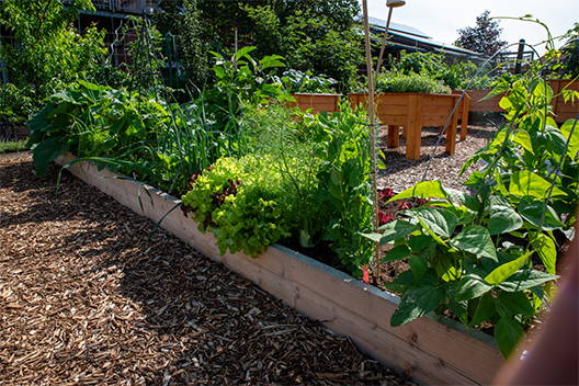 Hochbeet mit grünem Gemüse und Pflanzen, im Hintergrund ein Holzpodest, umgeben von Bäumen und Garten.
