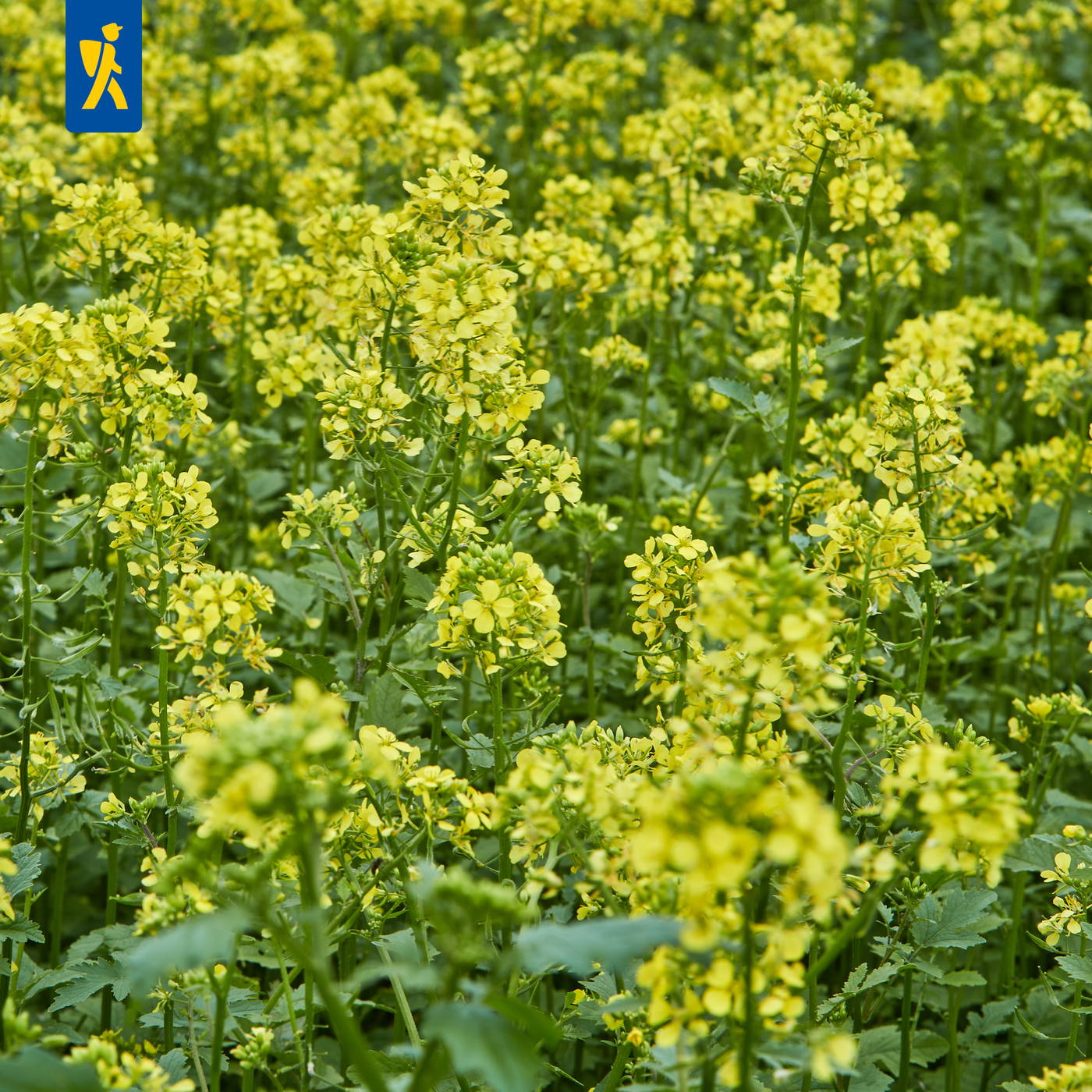 Gelber blühender Pflanzenbestand in einem Feld.