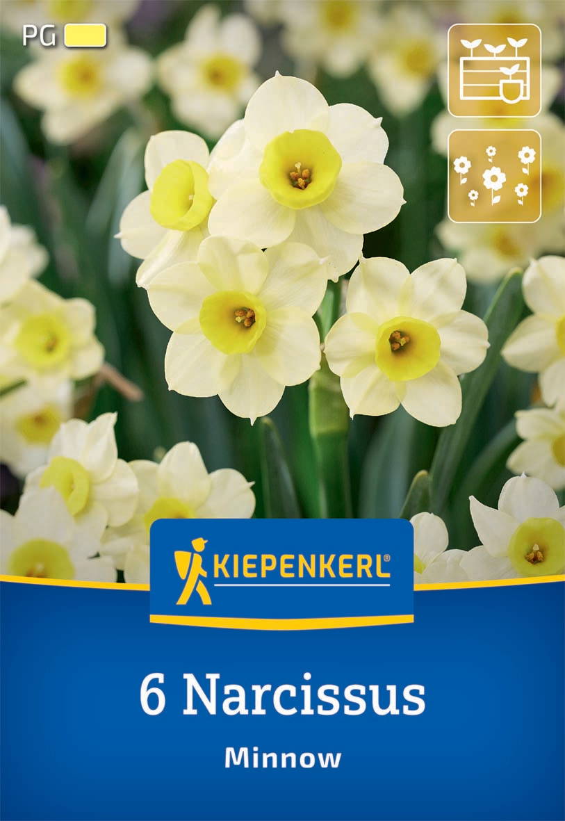 Weiß-gelbe Narzissblumen mit gelber Mitte vor einem grünen Laubhintergrund.
