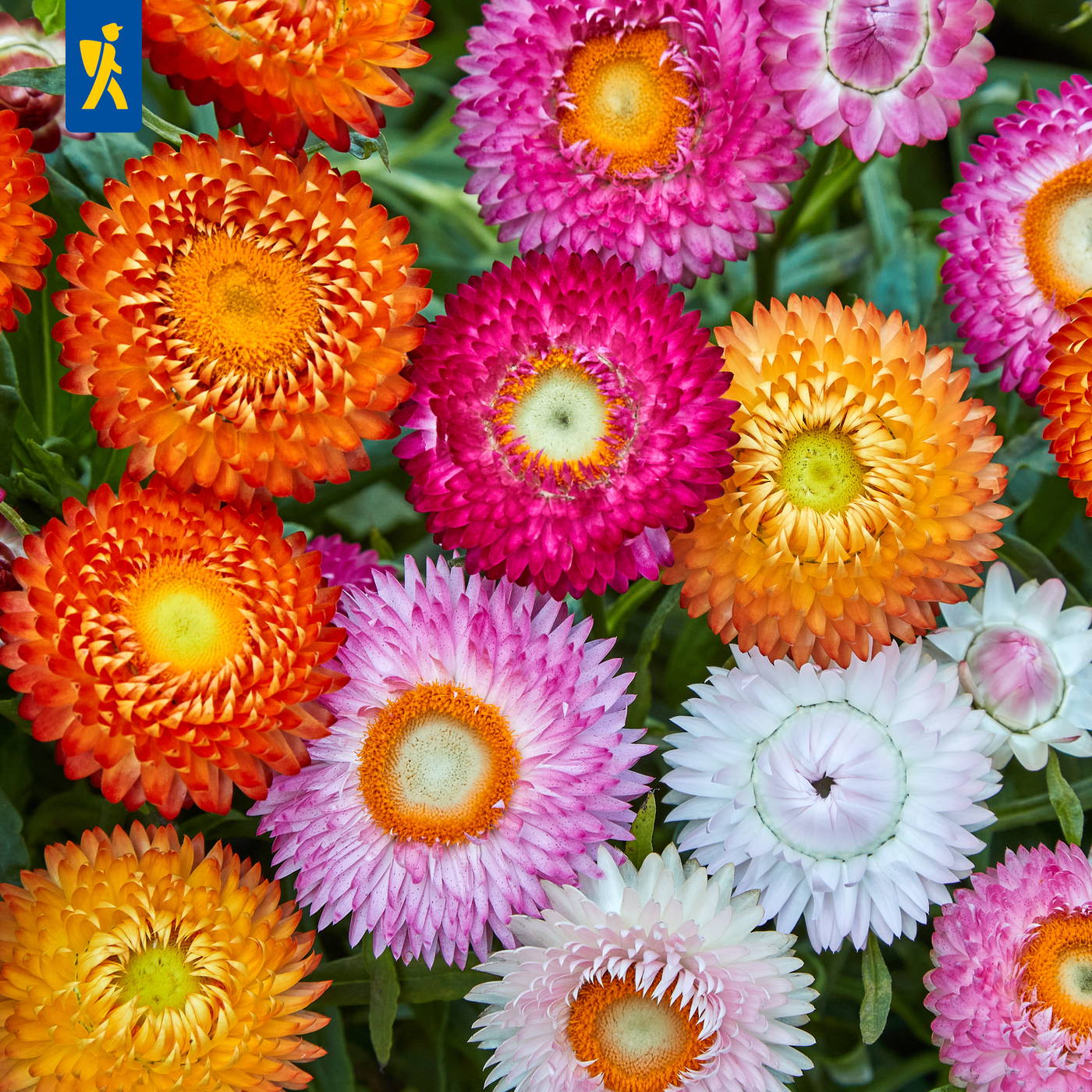 Bunte Gartenblumen mit pink, orange, weiß und gelb blühenden Köpfen.