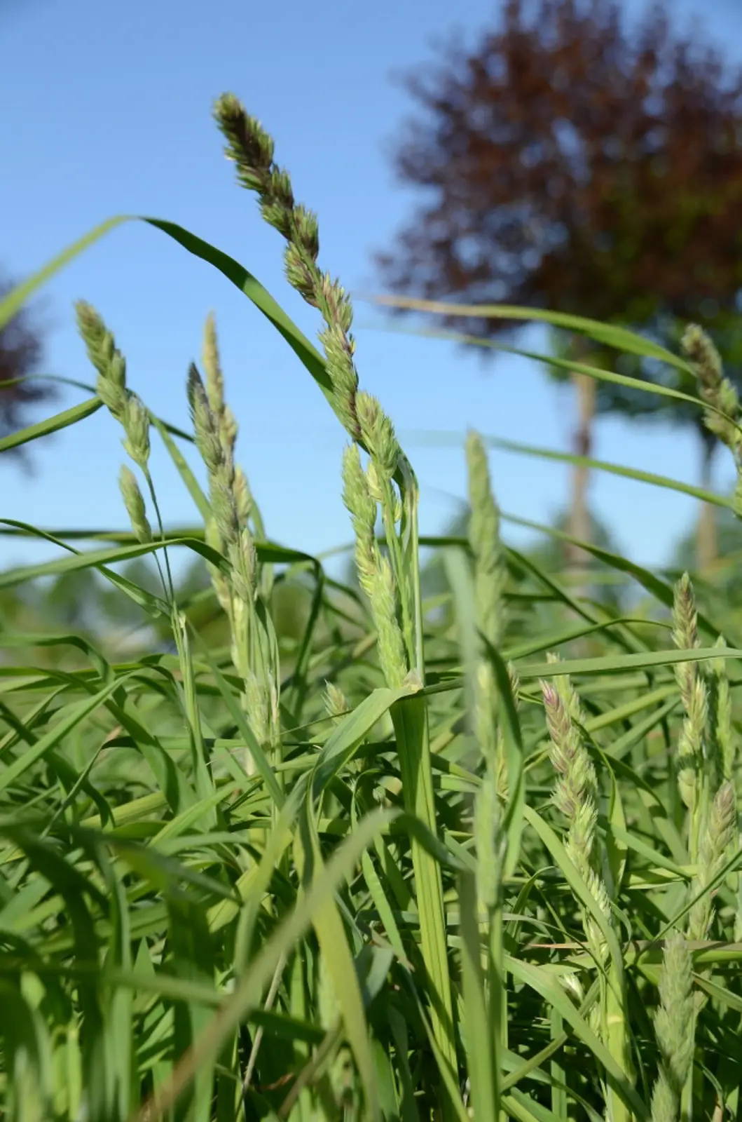 Grüne Weizenähren ragen aus dichtem Gras vor hellem blauen Himmel.