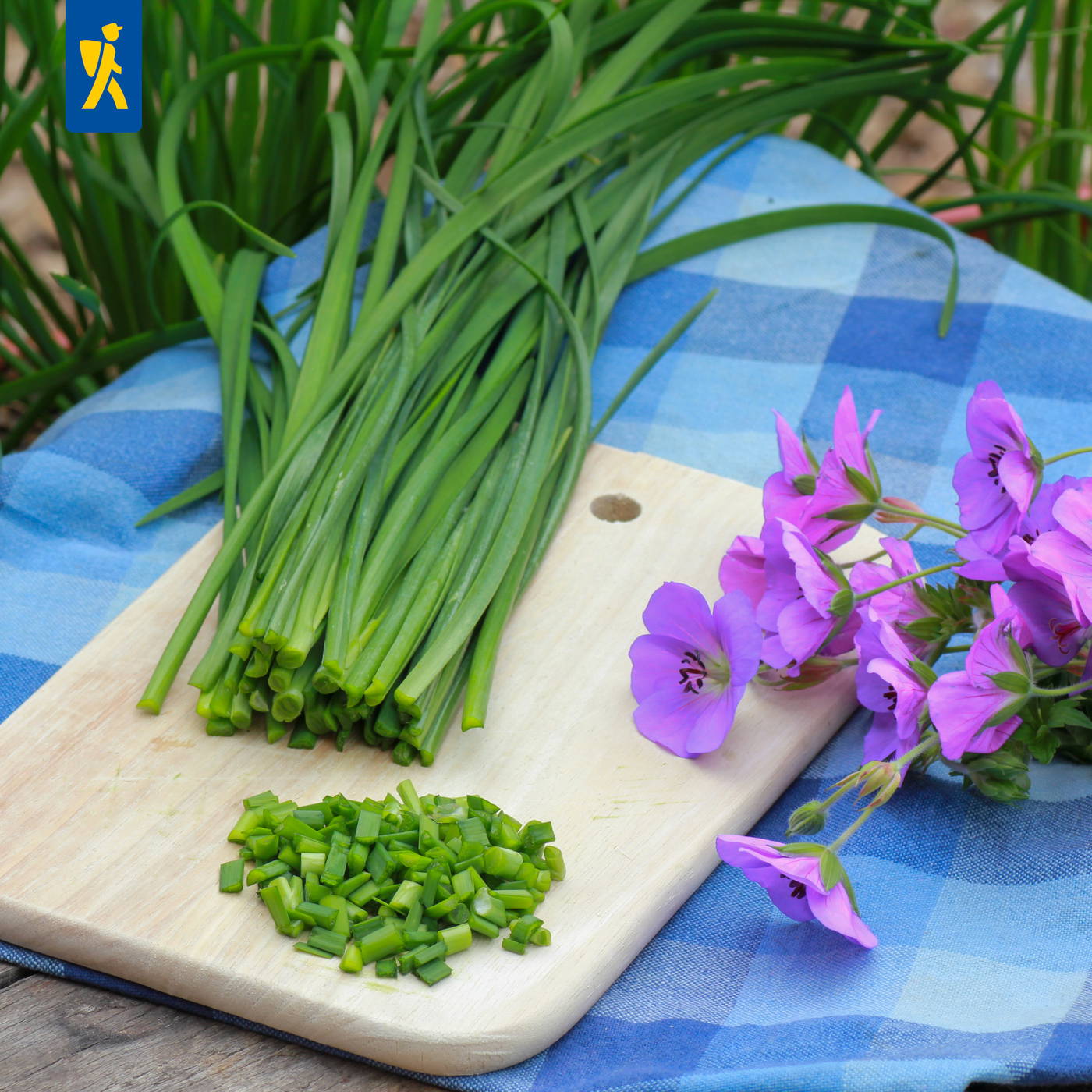 Frische grüne Schnittlauchstängel, gehackt, liegen auf einer Holzplatte neben lilafarbenen Blumen auf blau-weiß karierter Tischdecke.