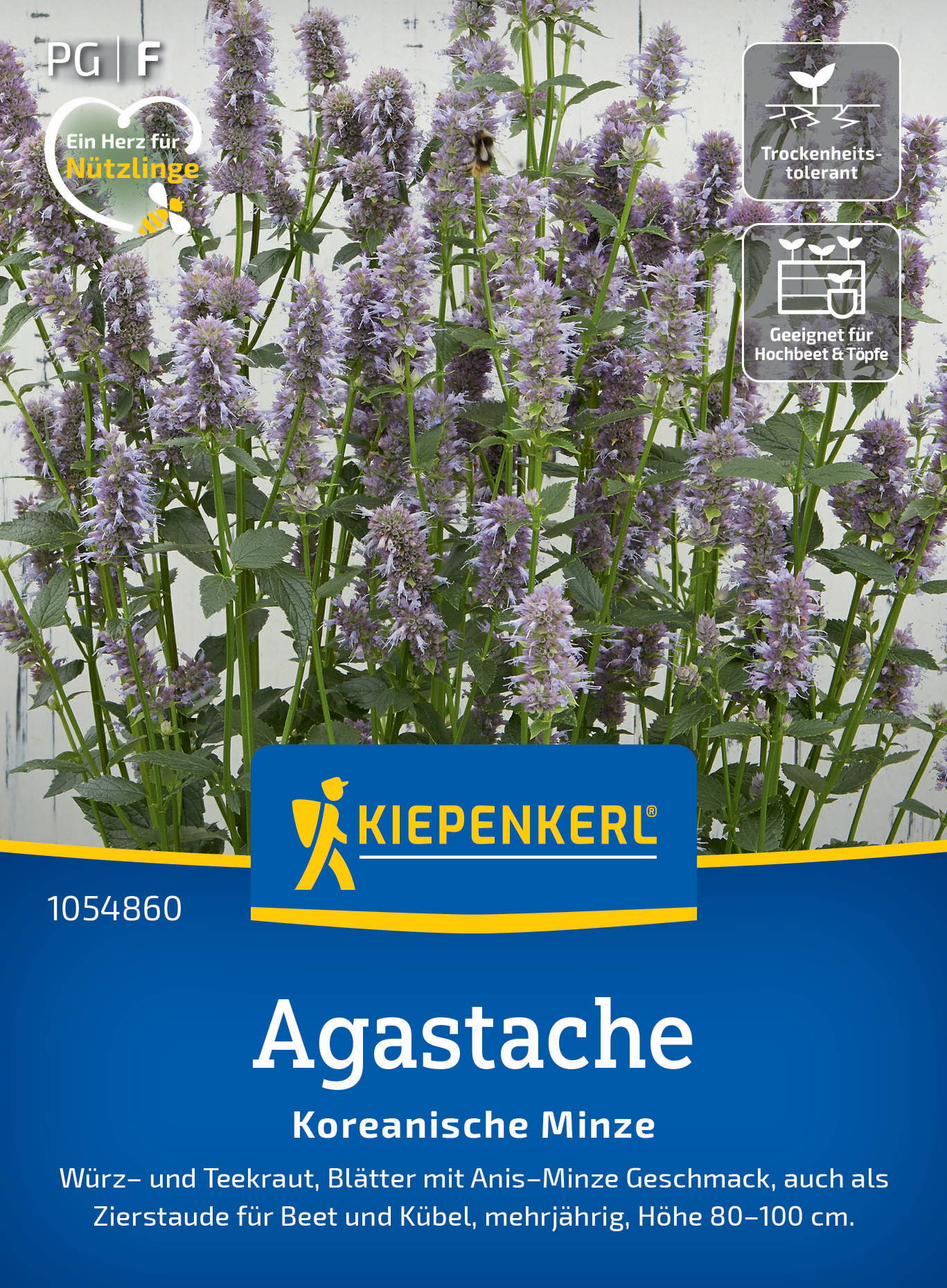 Lila blühende Agastache mit grünem Streifen im blauen Kasten, Text und Symbolen auf weißem Hintergrund an der Oberseite.
