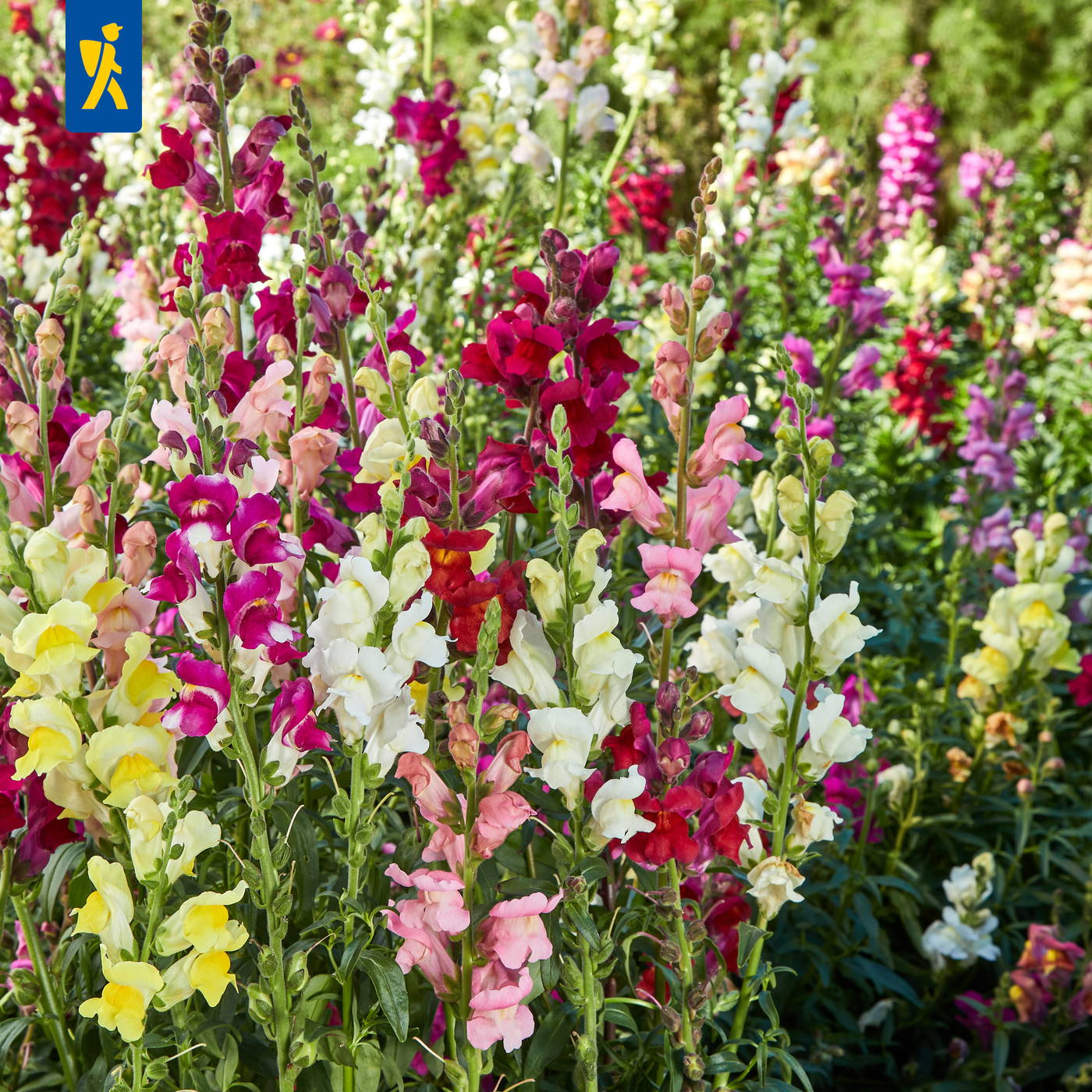Bunte Stockrosen in pink, weiß, rot und gelb auf einer Blumenwiese, sonnig und grün im Hintergrund.