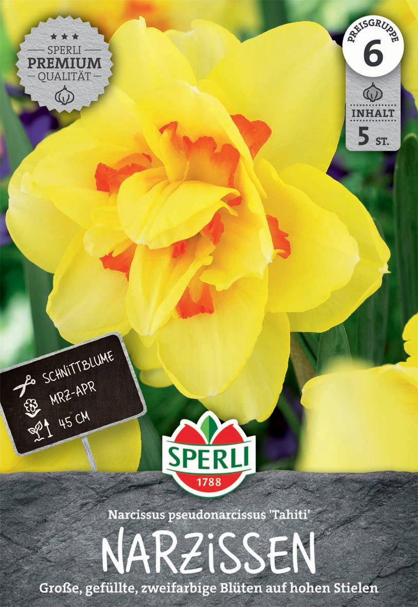 Gelbe Narzisse mit orangeroter Färbung, große zweifarbige Blüten, hoch stehende Stiele