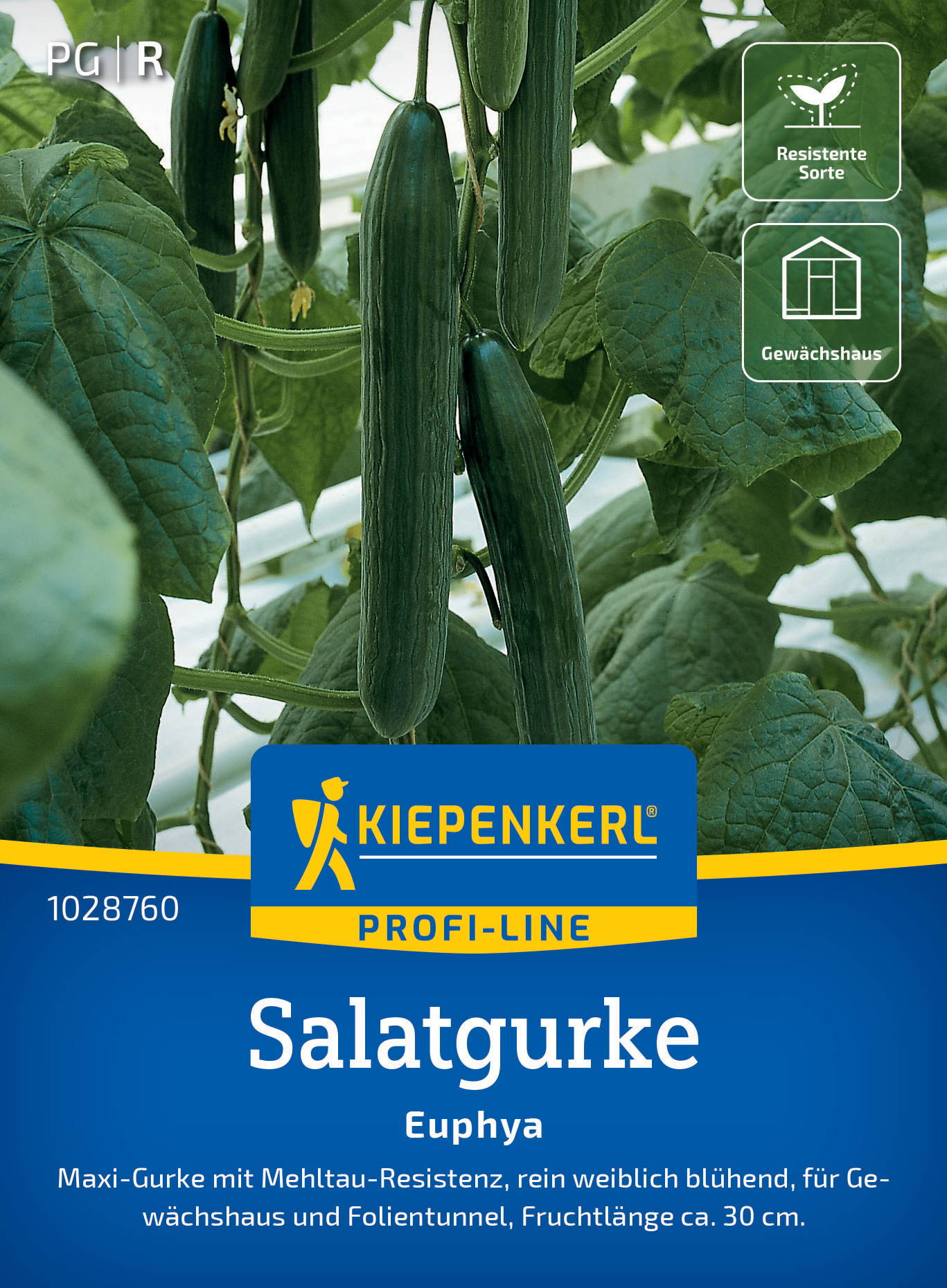 Salatgurkensamen Euphya, F1