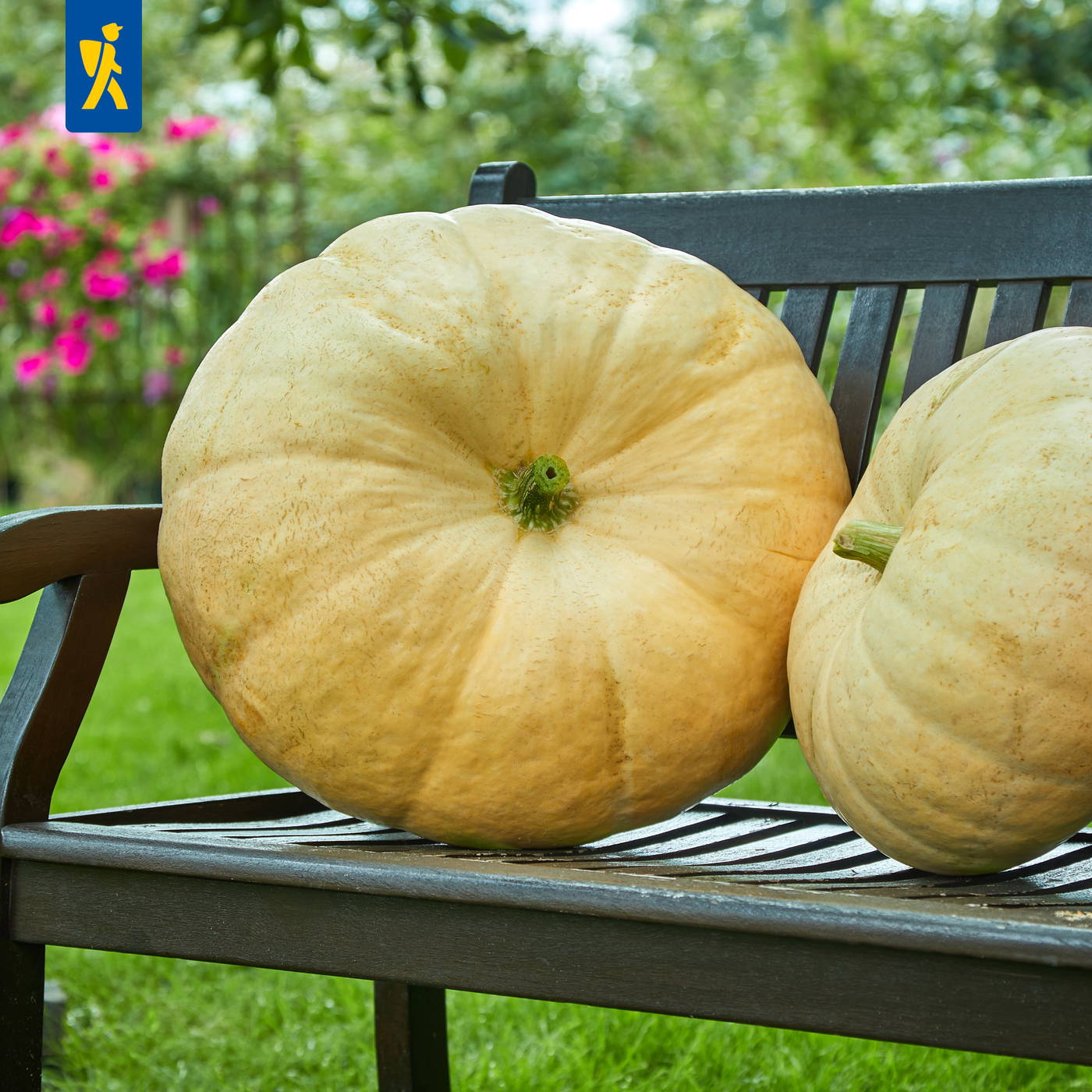 Zwei große, gelbe Kürbisse auf einer Gartenbank, im Hintergrund grüne Bäume und pinke Blumen.