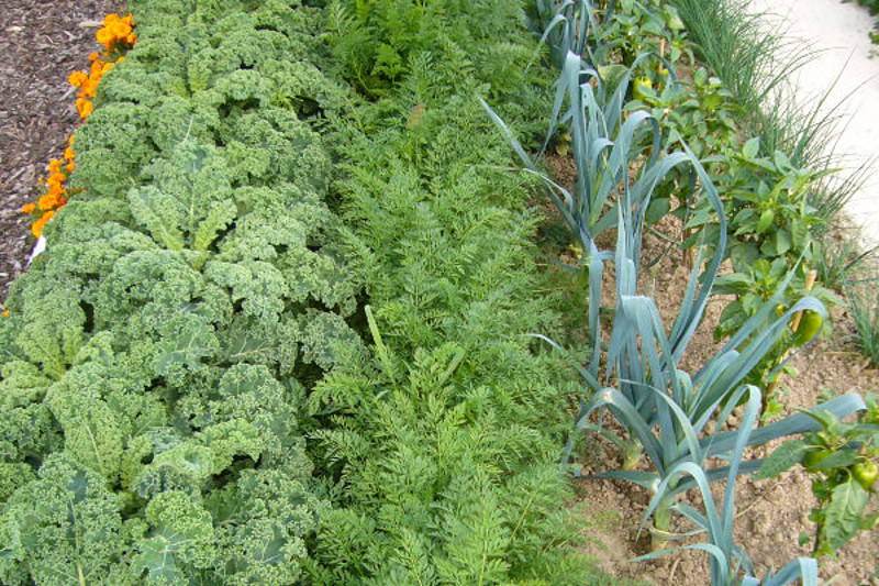 Gemüse- und Kräuterbeet mit Grünkohl, Petersilie, Lauch und Tomaten auf Erde angelegt.