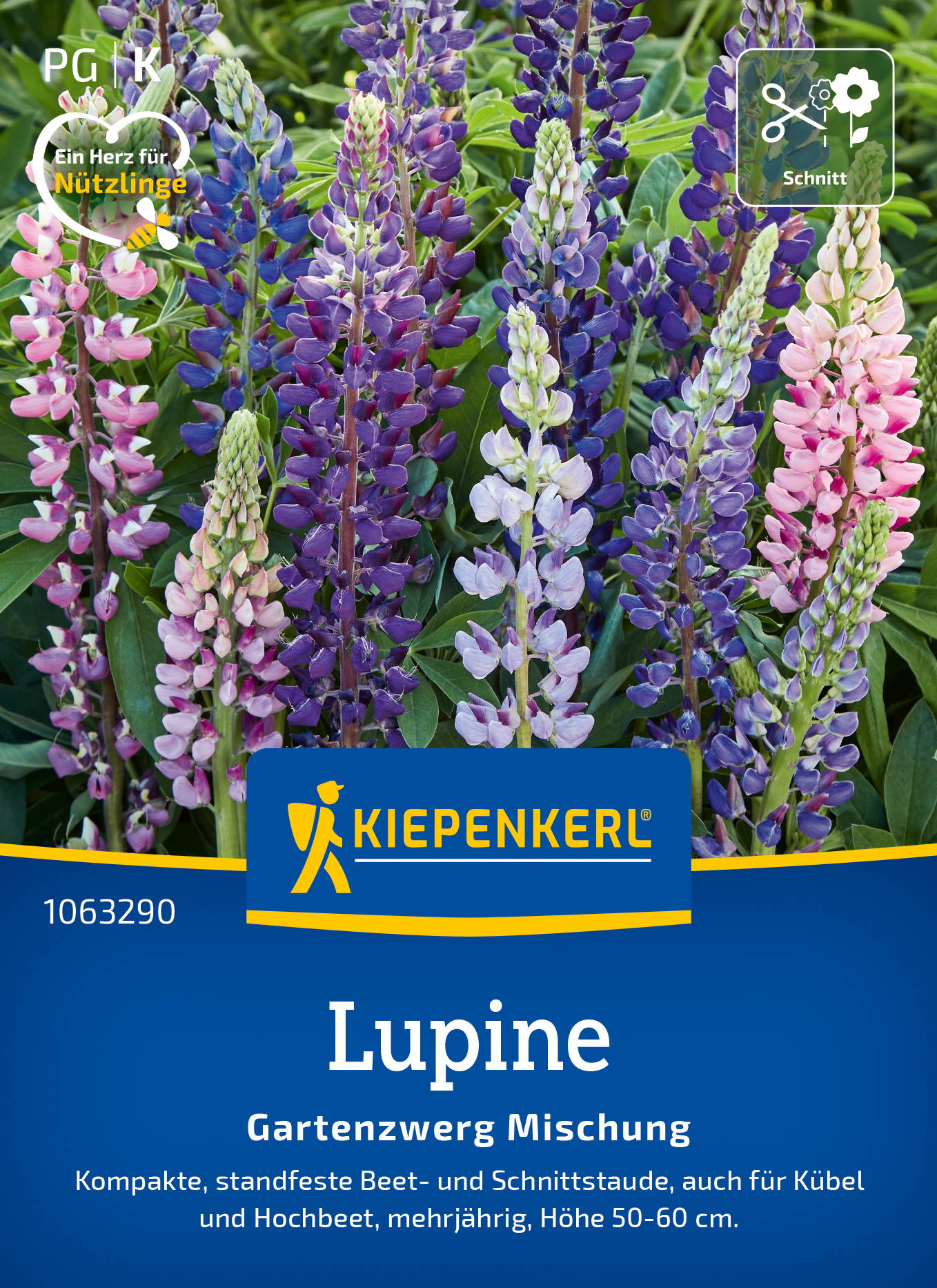 Lupinensamen Gartenzwerg Mischung