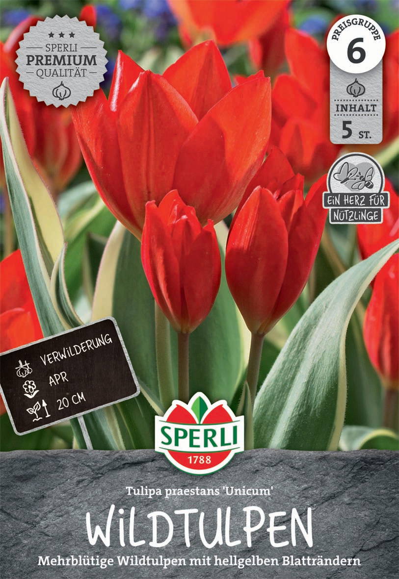 Mehrblütige Wildtulpen mit hellgelben Blatträndern in rotem Blütenstand