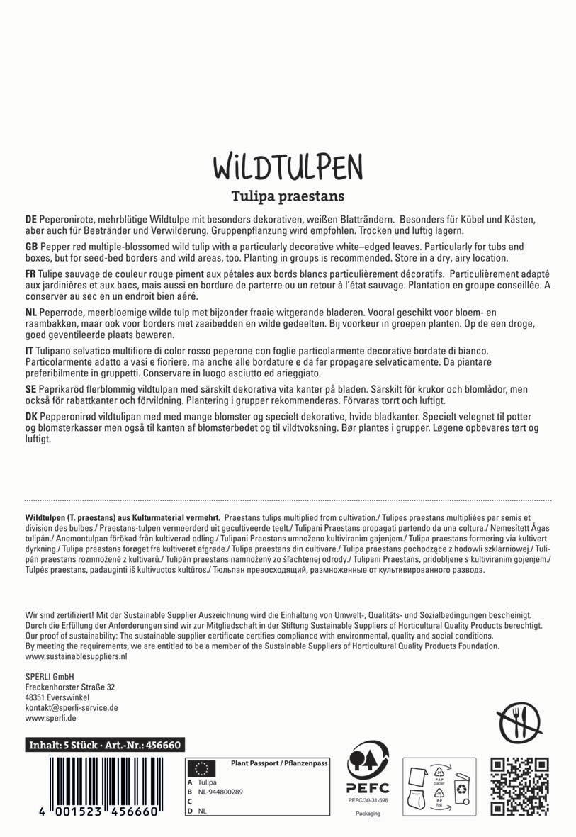 Mehrjährige Peperoni- Wildtulpen mit weißen Blätterrändern in Töpfen und Boxen, im Freien.