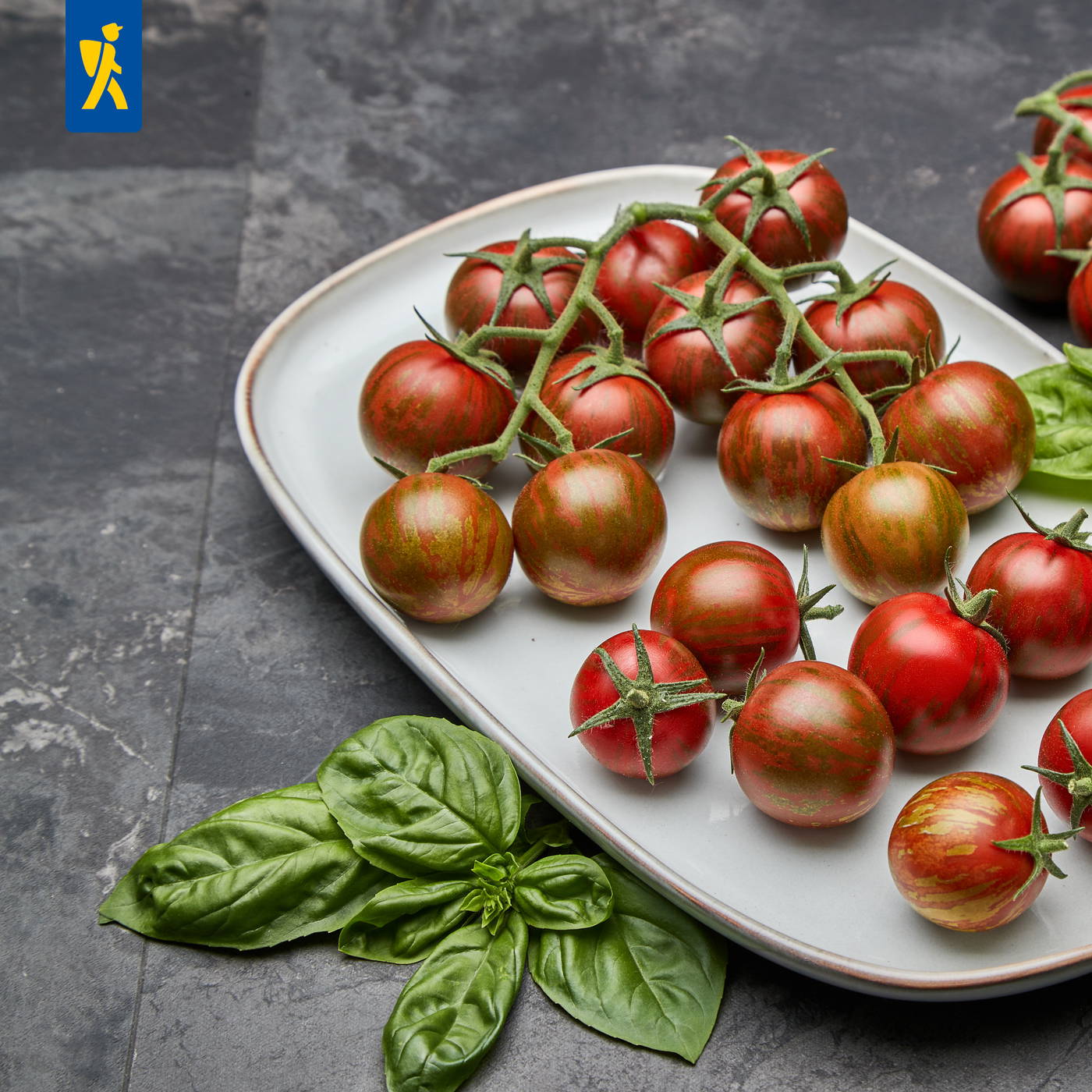 Bunte Tomaten auf einem weißen Teller, grüne Basilikumblätter daneben, auf dunklem Steinboden.