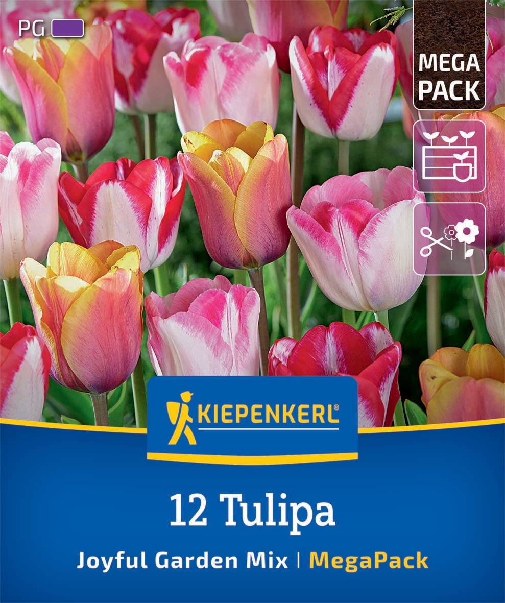 Bunte Tulpen in verschiedenen Farben auf einer Gartenschachtel verpackt, mit Kiepenkerl-Logo und Text.