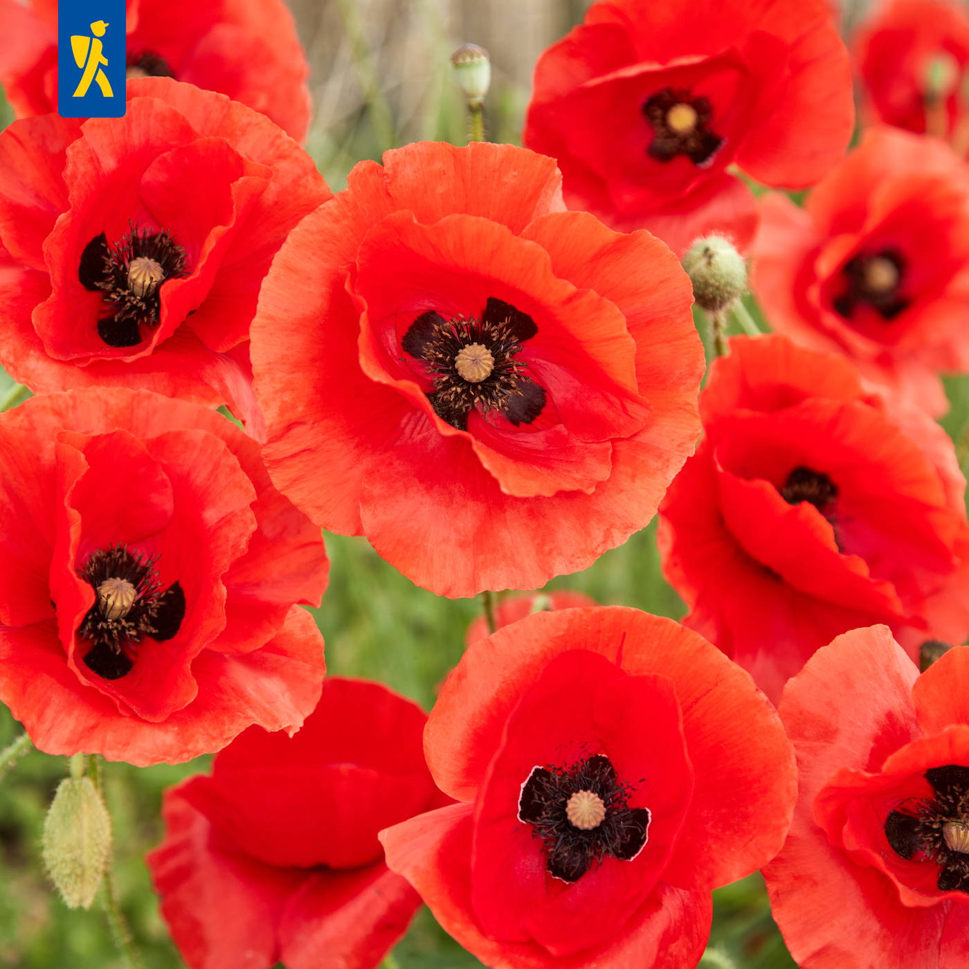 Rote Mohnblumen mit schwarzen Zentren und grünen Stängeln.