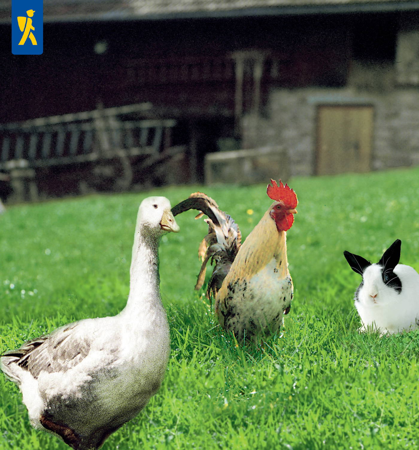 Gans, Huhn, Kaninchen auf grünem Rasen vor einem Bauernhof.