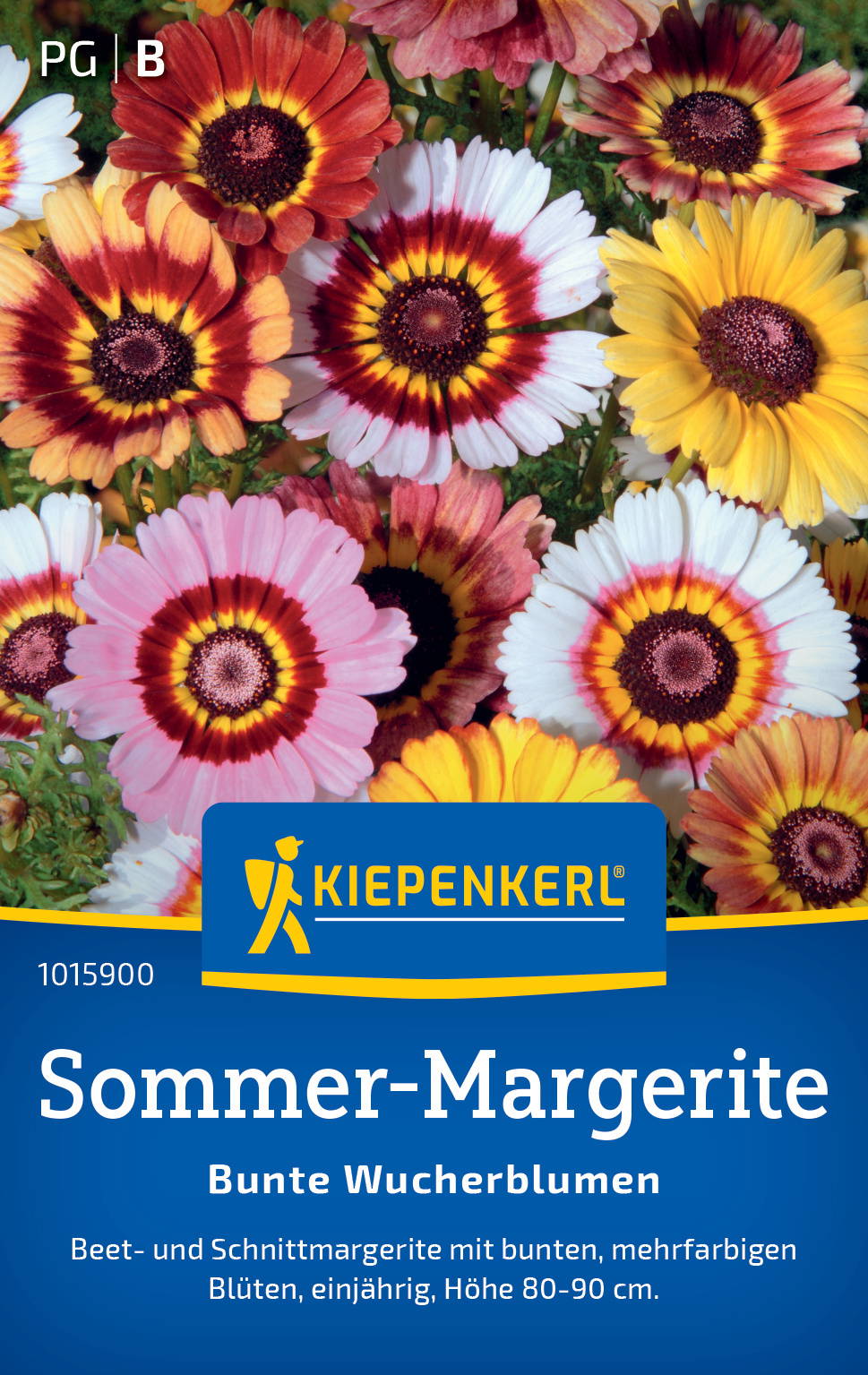 Bunte Sommer-Margeriten in verschiedenen Farben mit mehrjährigen Blüten, Höhe 80-90 cm.