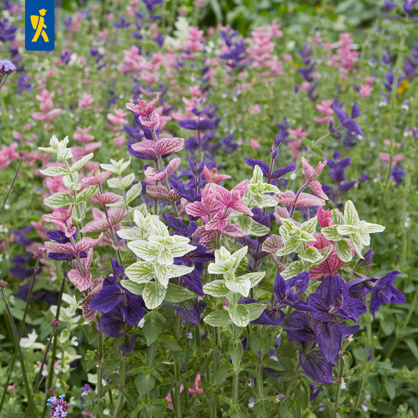 Bunte, gemusterte Stauden mit violetten, pinken und weißen Blättern und Blüten inmitten eines Blumenfelds.