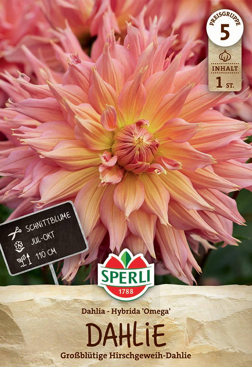 Große, rosa-orange, spitzblättrige Dahlie mit dichten Blütenblättern vor grünem Hintergrund