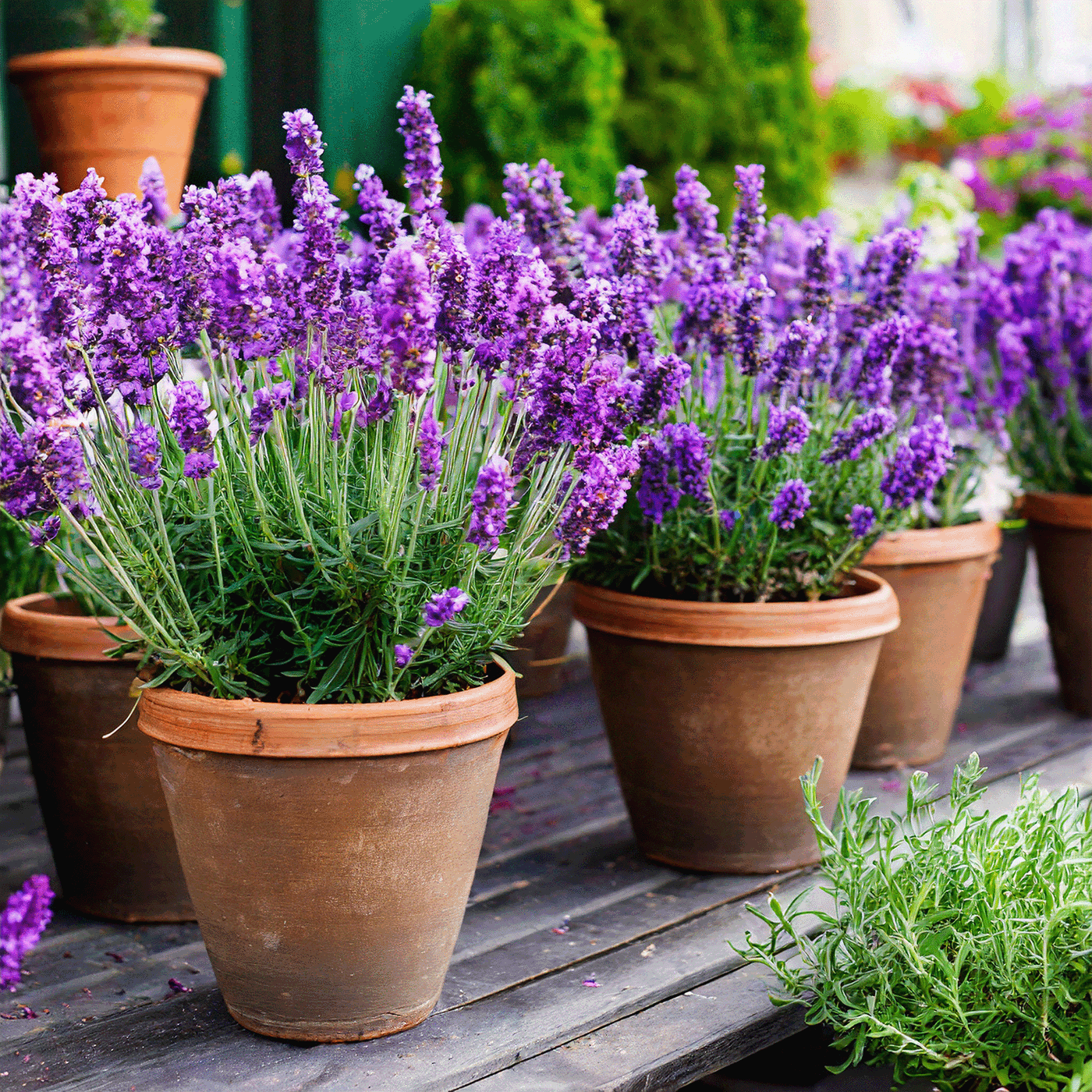 Mehrere Tontöpfe mit violellen Lavendelblüten auf einer Holzfläche.