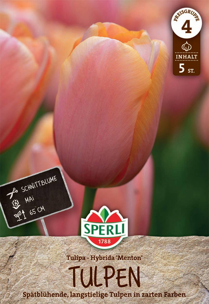 Nahaufnahme einer pinken Tulpe mit grüner Stängel, im Hintergrund weitere Tulpen.