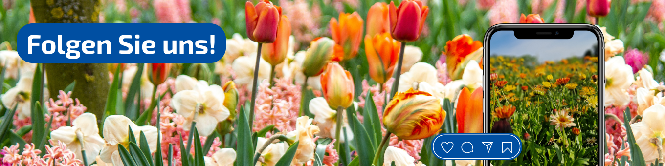 Blumenfeld mit weißen, pinken und orangefarbenen Blumen, Smartphone zeigt ein Streifen des Blumenfelds.
