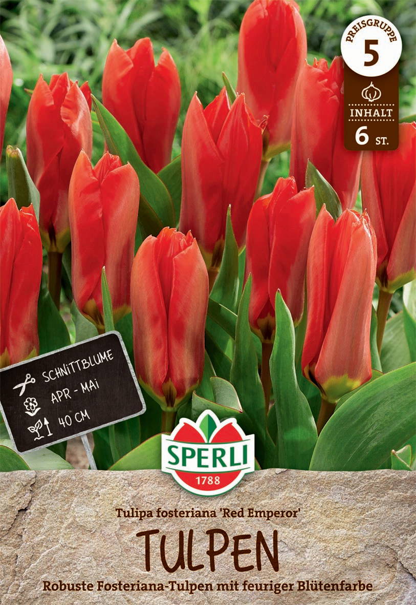 Rote Tulpenknospen mit grünen Blättern vor grünem Hintergrund.