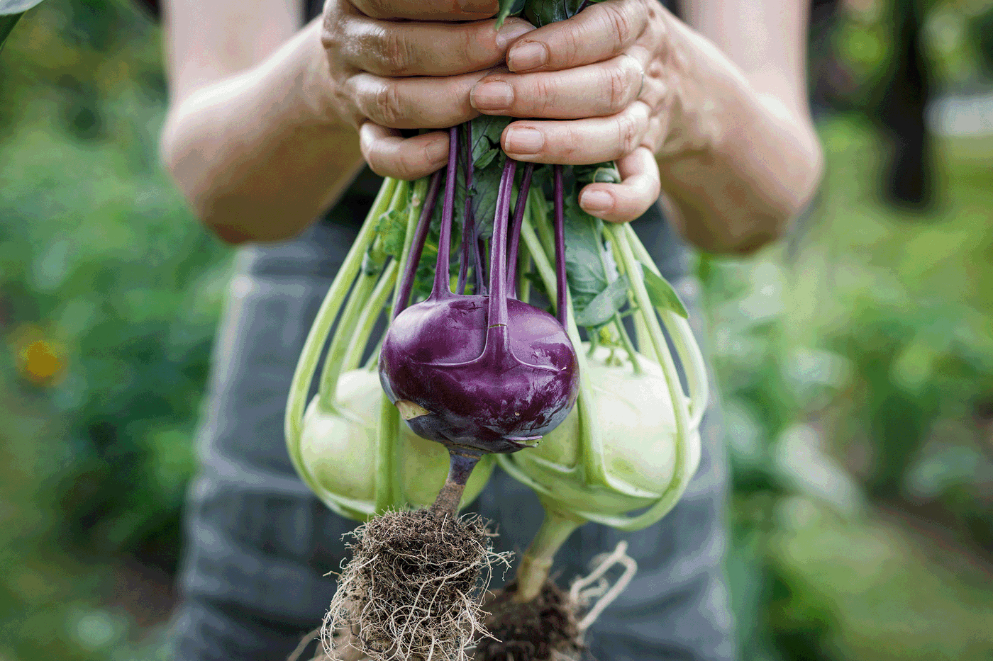 Hand hält eine gelbe und eine violette Endivie mit Wurzeln, im Hintergrund grüne Gartenpflanzen