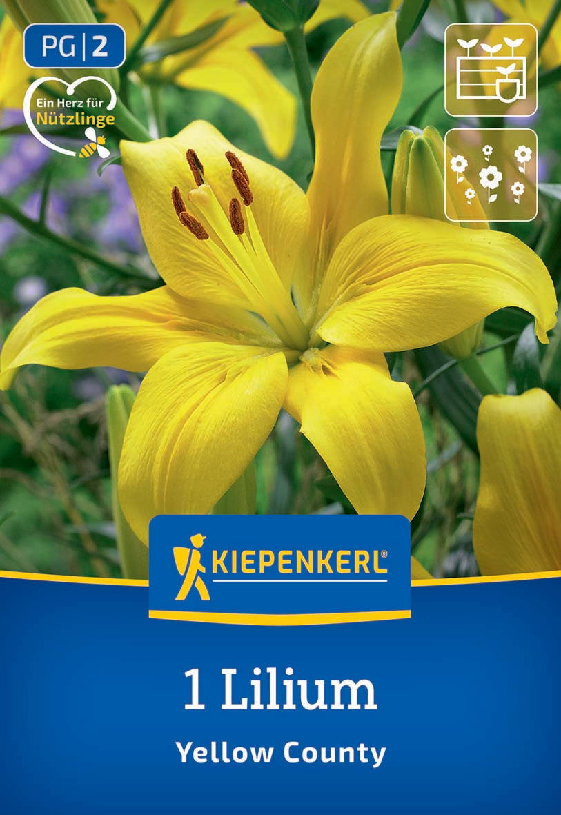 Gelbe Lilium-Blume mit offenen Blüten und Blütenstamen vor grünen Blättern.