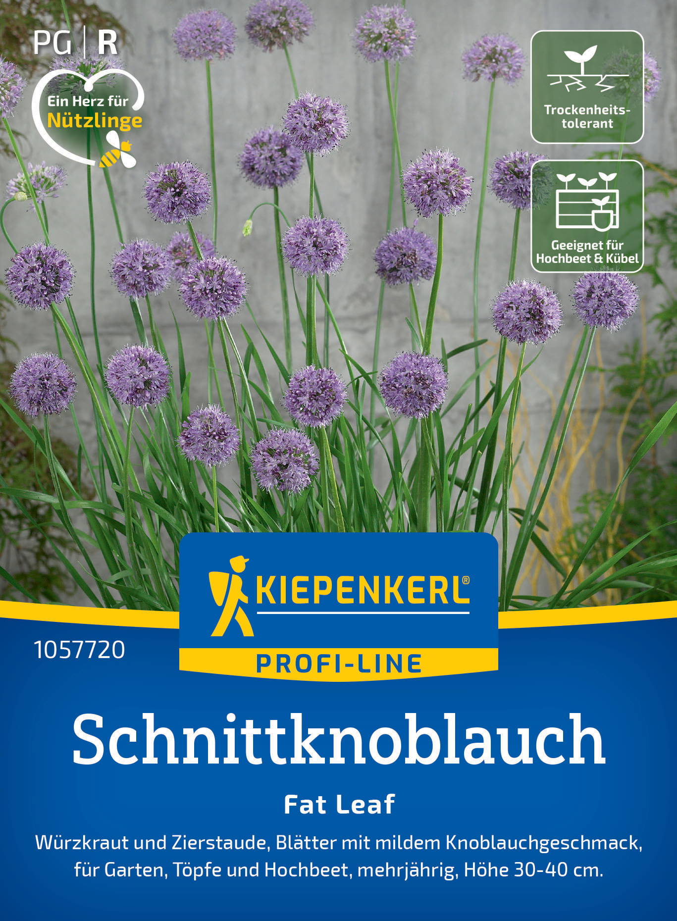 Lila Allium-Blumen, auf Karton mit blauer Beschriftung, mit grünen Blättern und einem grauen Hintergrund.