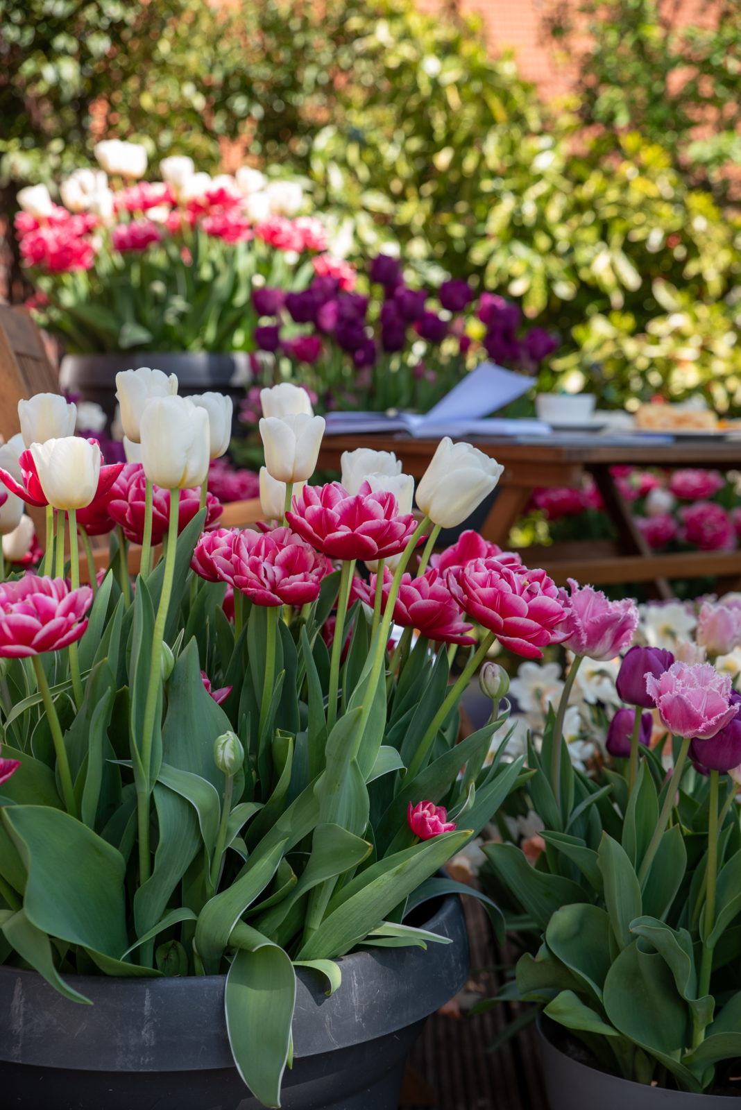 Weiße, lilane und rosa Tulpen mit grünen Blättern sind in schwarzen Kübeln gepflanzt. Im Hintergrund steht ein Holztisch mit einem offenen Buch und einer Kaffeetasse sowie Kuchen. Dahinter stehen weitere Tulpen im Kübel sowie Büche an einer Hauswand