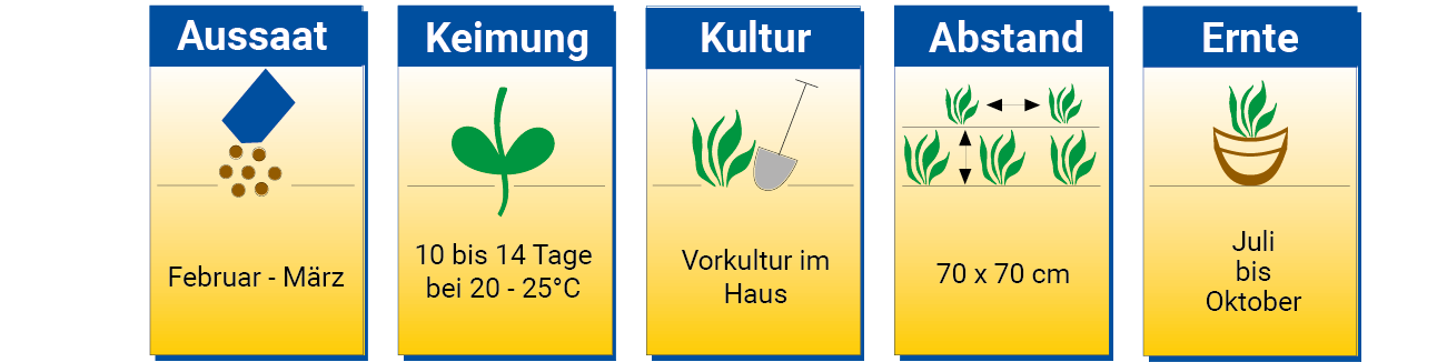 Anbau und Pflege von Gemüse im Garten, mit Angaben zu Zeitpunkt, Keimung, Kultur, Abstand und Erntezeit.