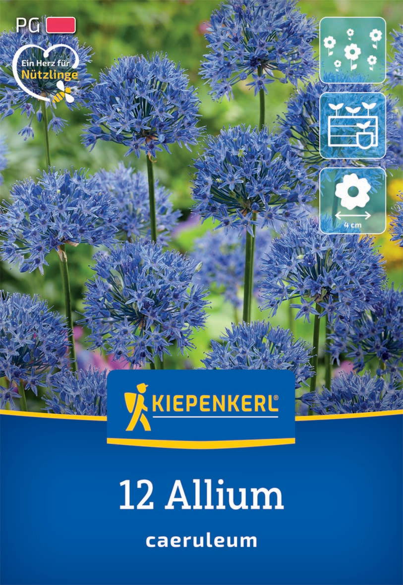 Zierlauch Allium caeruleum
