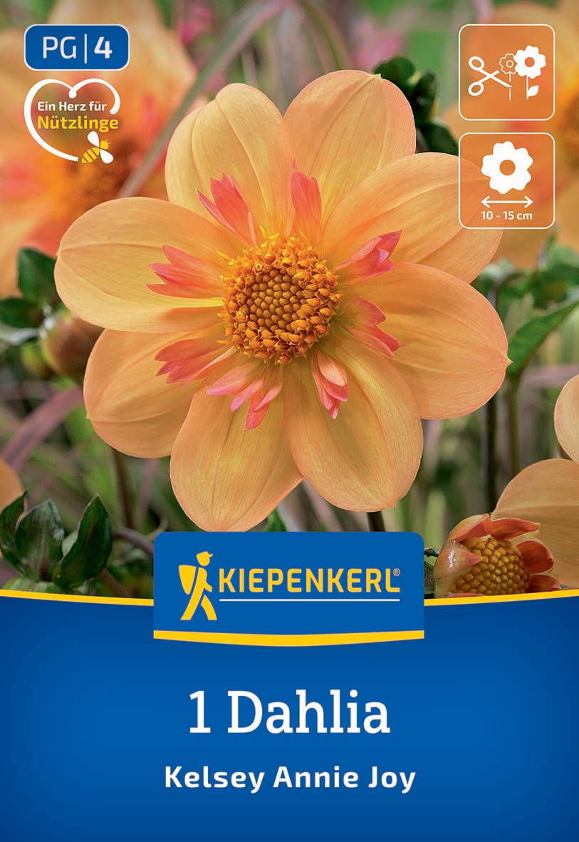 Pfirsichfarbige Dahlie mit gelben und roten Akzenten, umgeben von grünen Blättern.