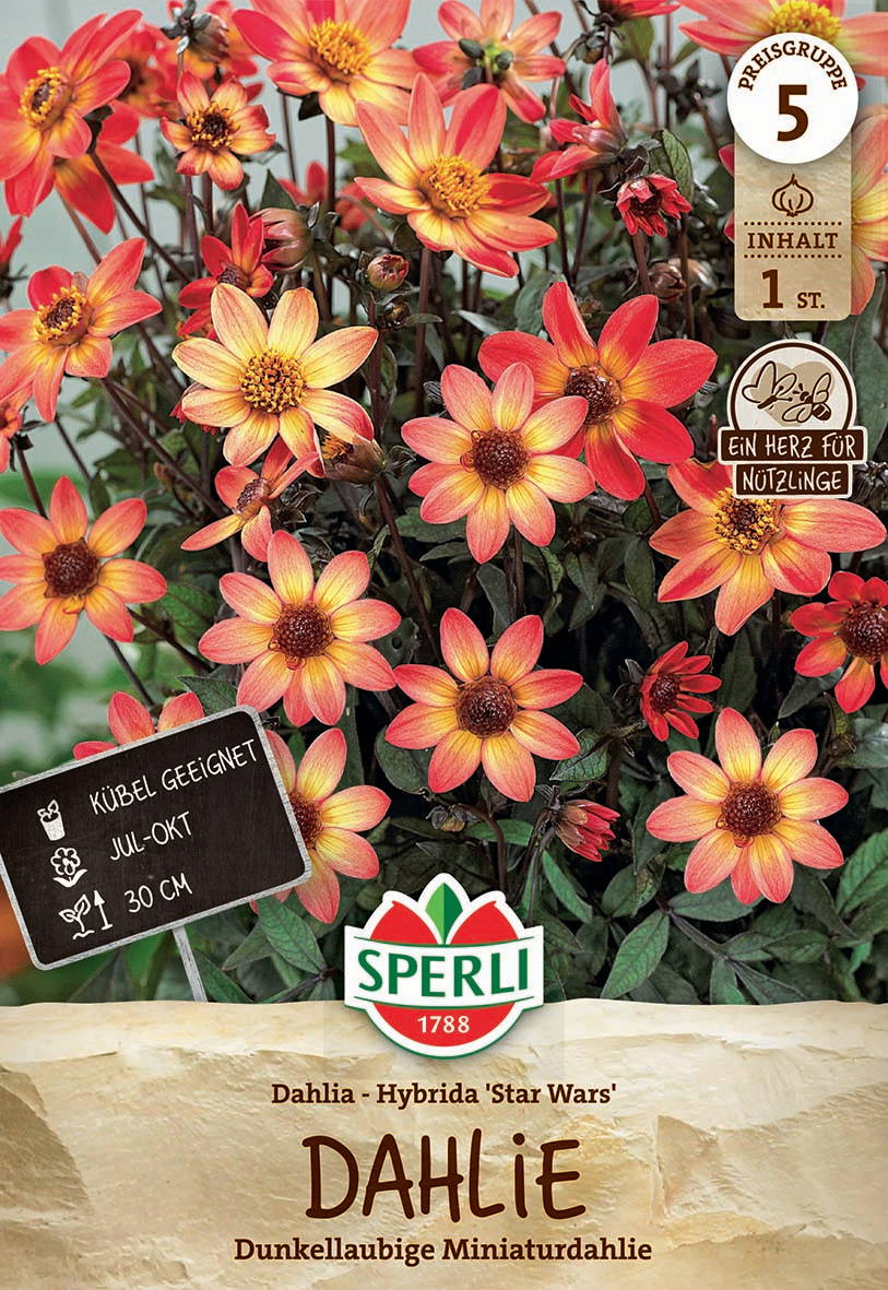 Rote und gelbe Dahlienblüten auf dunklen Blättern, Pflanze im Topf, mit Produktinformationen und Logo.