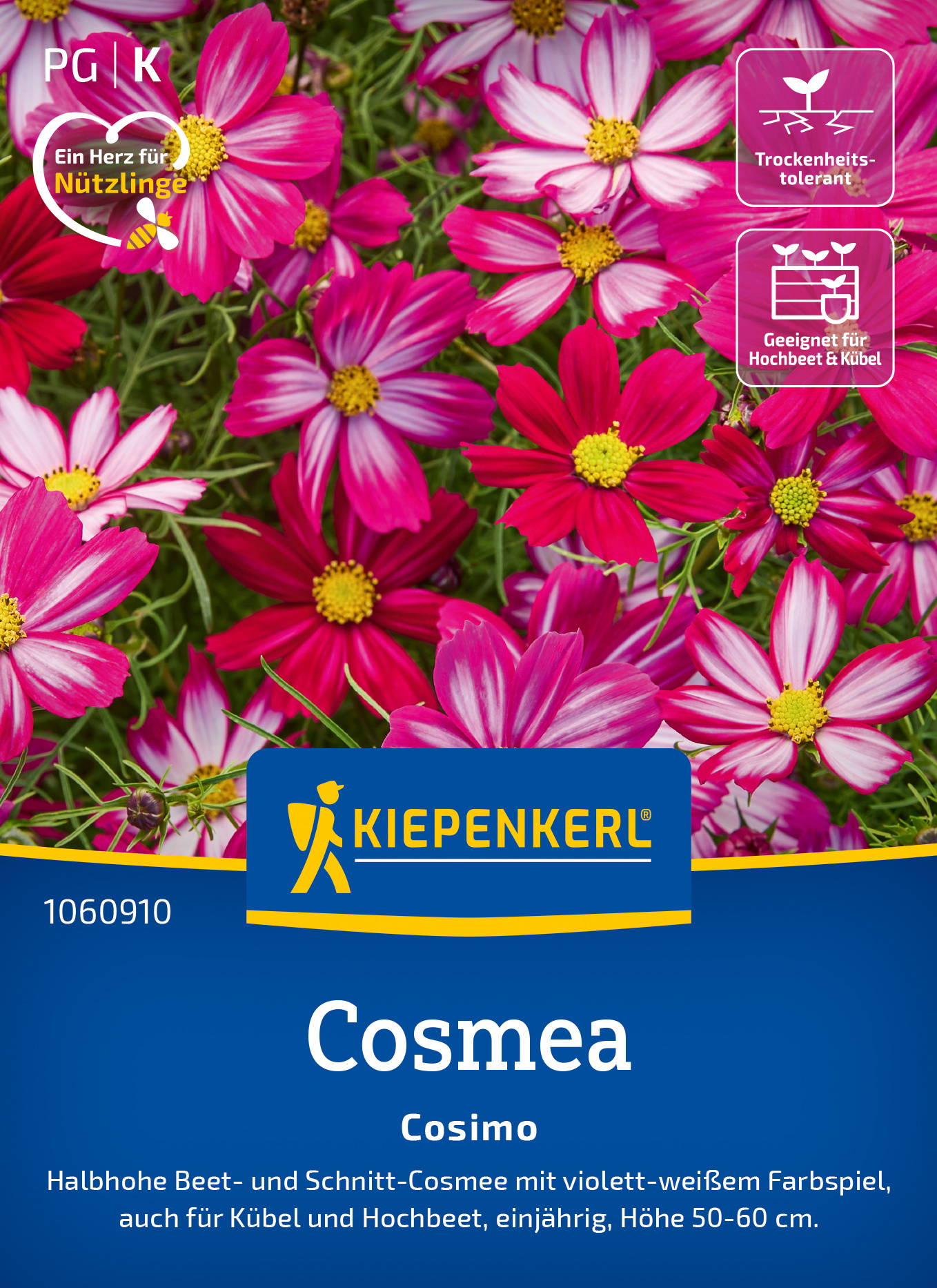 Bunte Cosmea-Blumen in pink, weiß und rot mit gelben Mitteln, auf einem Blumenbeet.