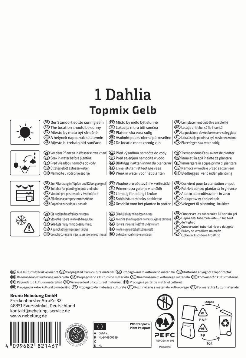 Text auf der Verpackungsanleitung für eine Dahlia Topmix Gelb, mit Anweisungen in mehreren Sprachen und Symbolen.
