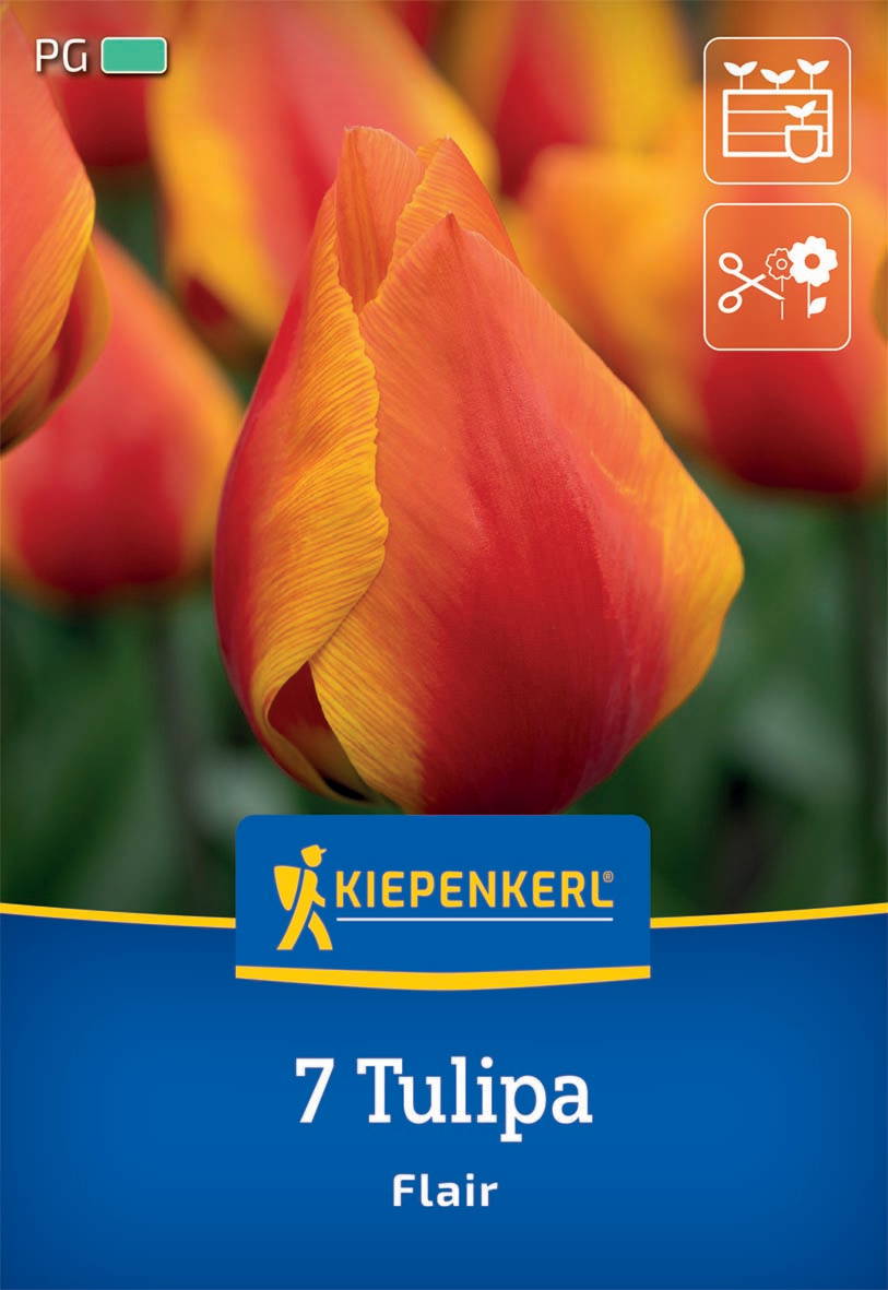 Rote und gelbe Tulpenblüte vor einem grünen Hintergrund, Verpackung mit Kiepenkerl-Logo und Text.